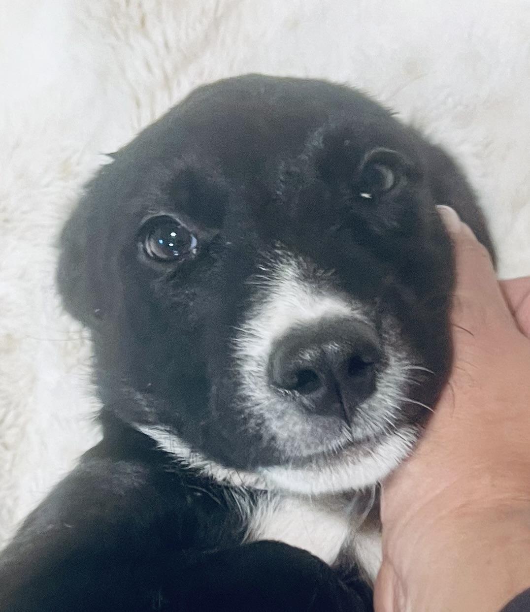 Cuddle bug! Sweet puppy!, a Adopted mixed breed in Cambridge, MA image 1/6