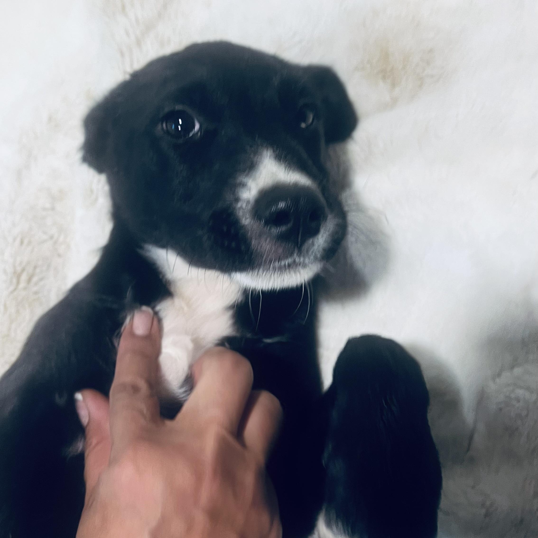 Cuddle bug! Sweet puppy!, a Adopted mixed breed in Cambridge, MA image 2/6