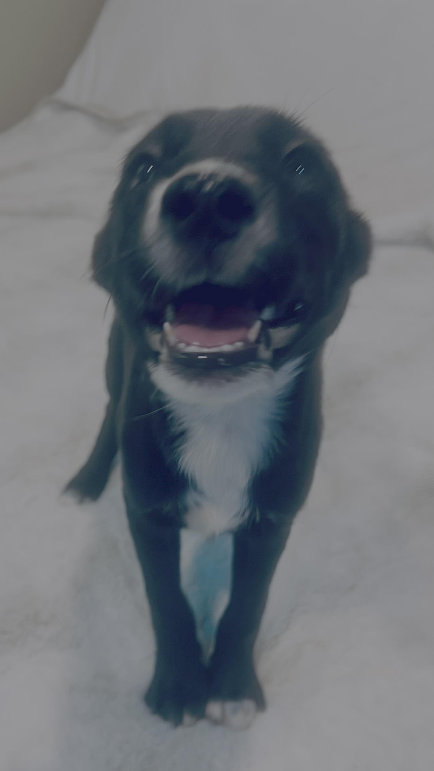 Cuddle bug! Sweet puppy!, a Adopted mixed breed in Cambridge, MA image 5/6