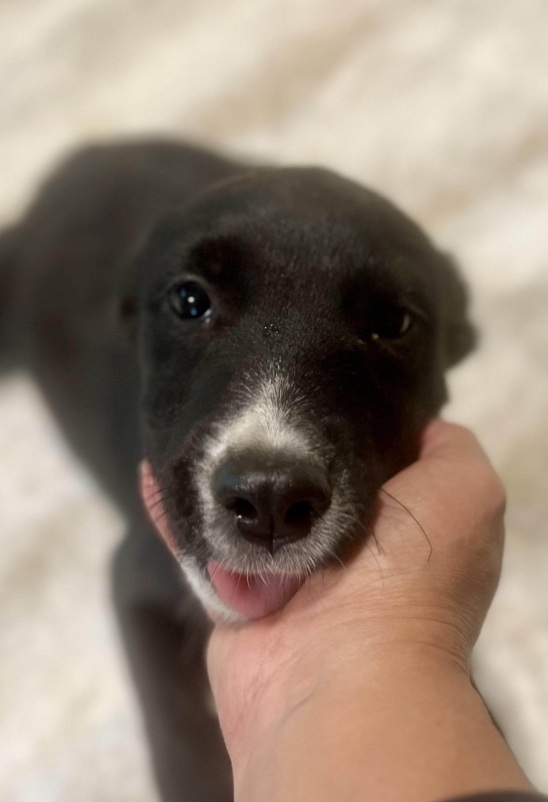 Cuddle bug! Sweet puppy!, a Adopted mixed breed in Cambridge, MA image 6/6