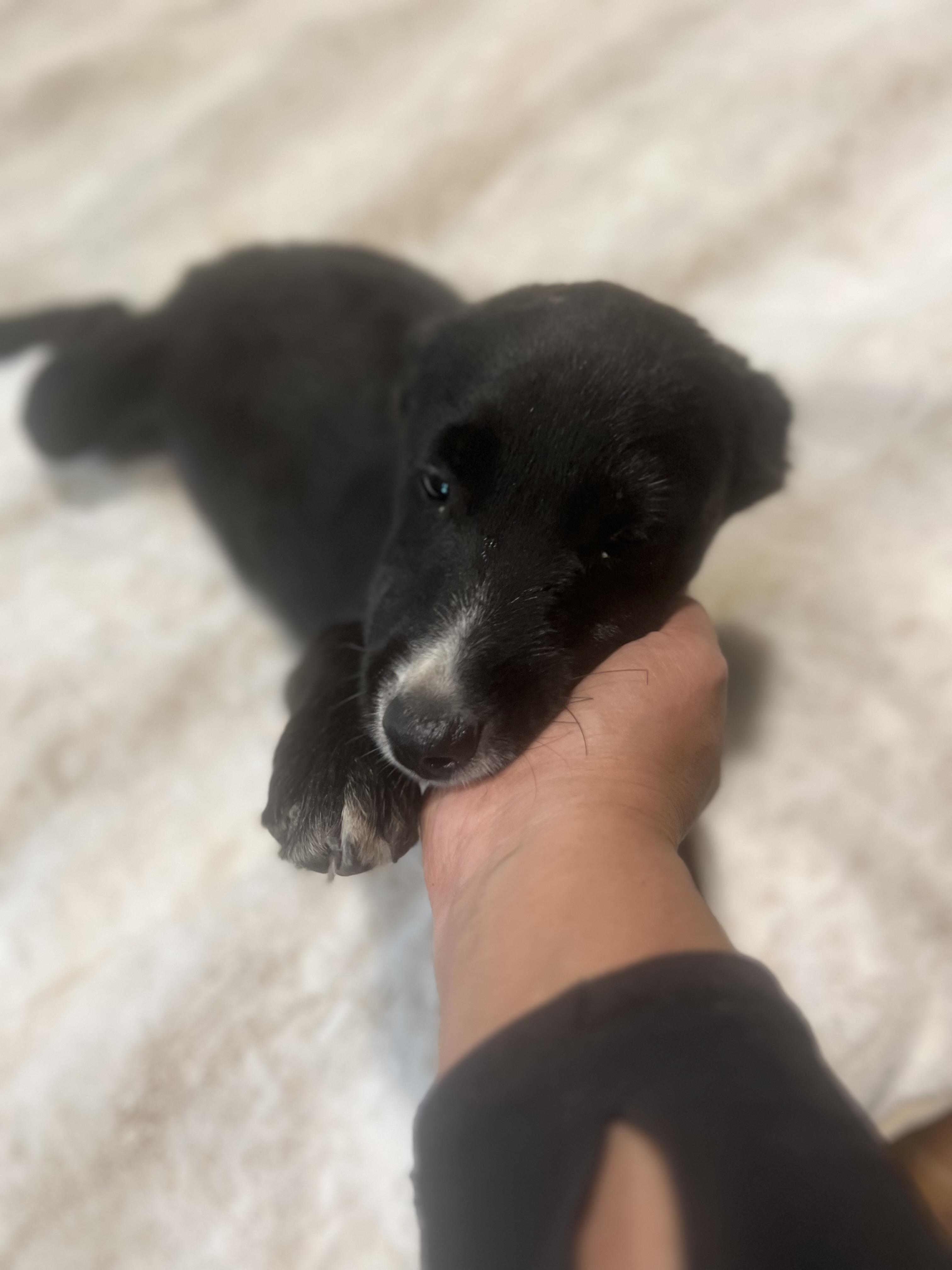 Cuddle bug! Sweet puppy!, a Adopted mixed breed in Cambridge, MA image 3/6