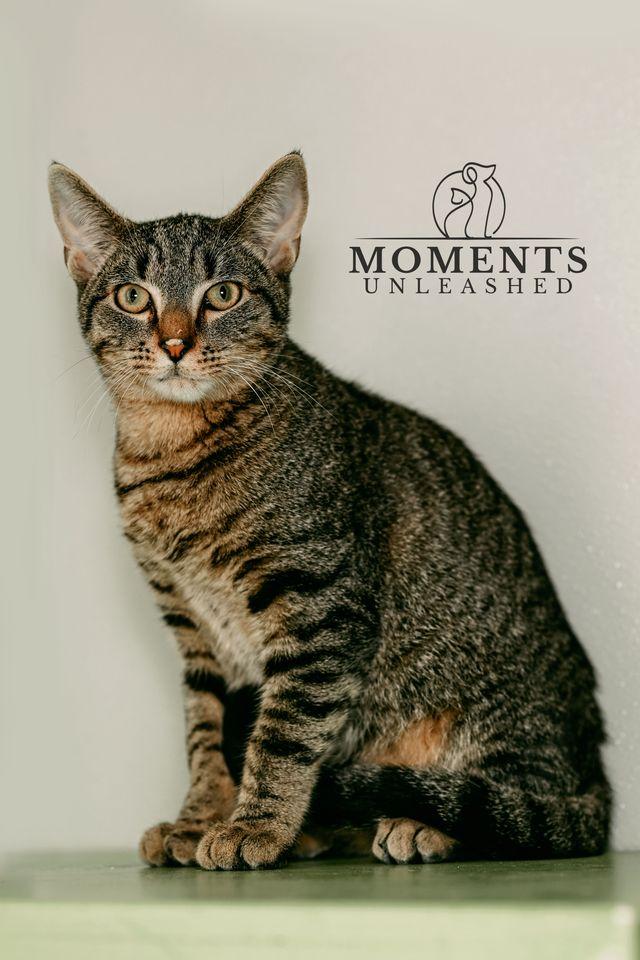 Enlarge Tilapia, a ADOPTABLE Domestic Medium Hair in Myakka City, FL image 1/5