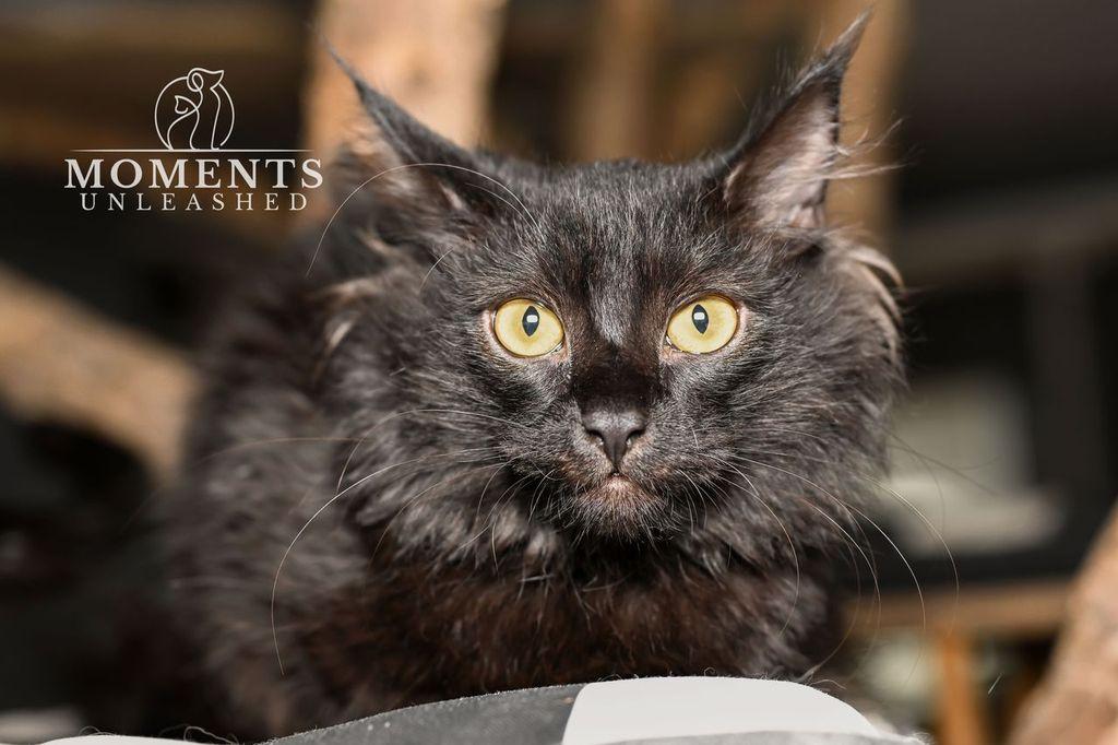 Enlarge Tilapia, a ADOPTABLE Domestic Medium Hair in Myakka City, FL image 4/5