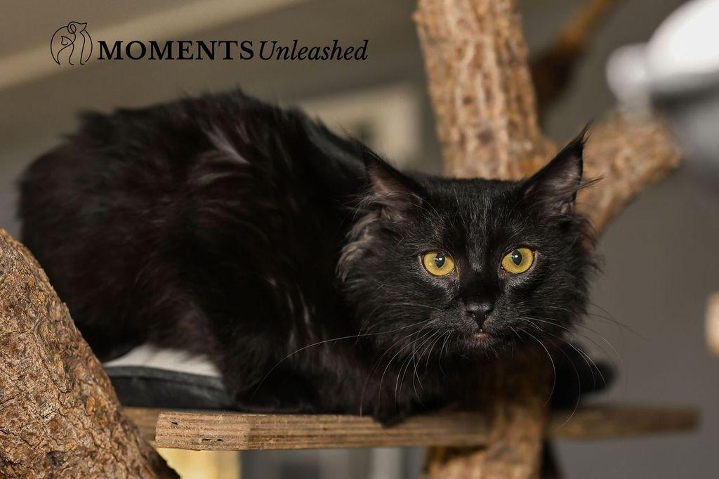 Enlarge Tilapia, a ADOPTABLE Domestic Medium Hair in Myakka City, FL image 3/5