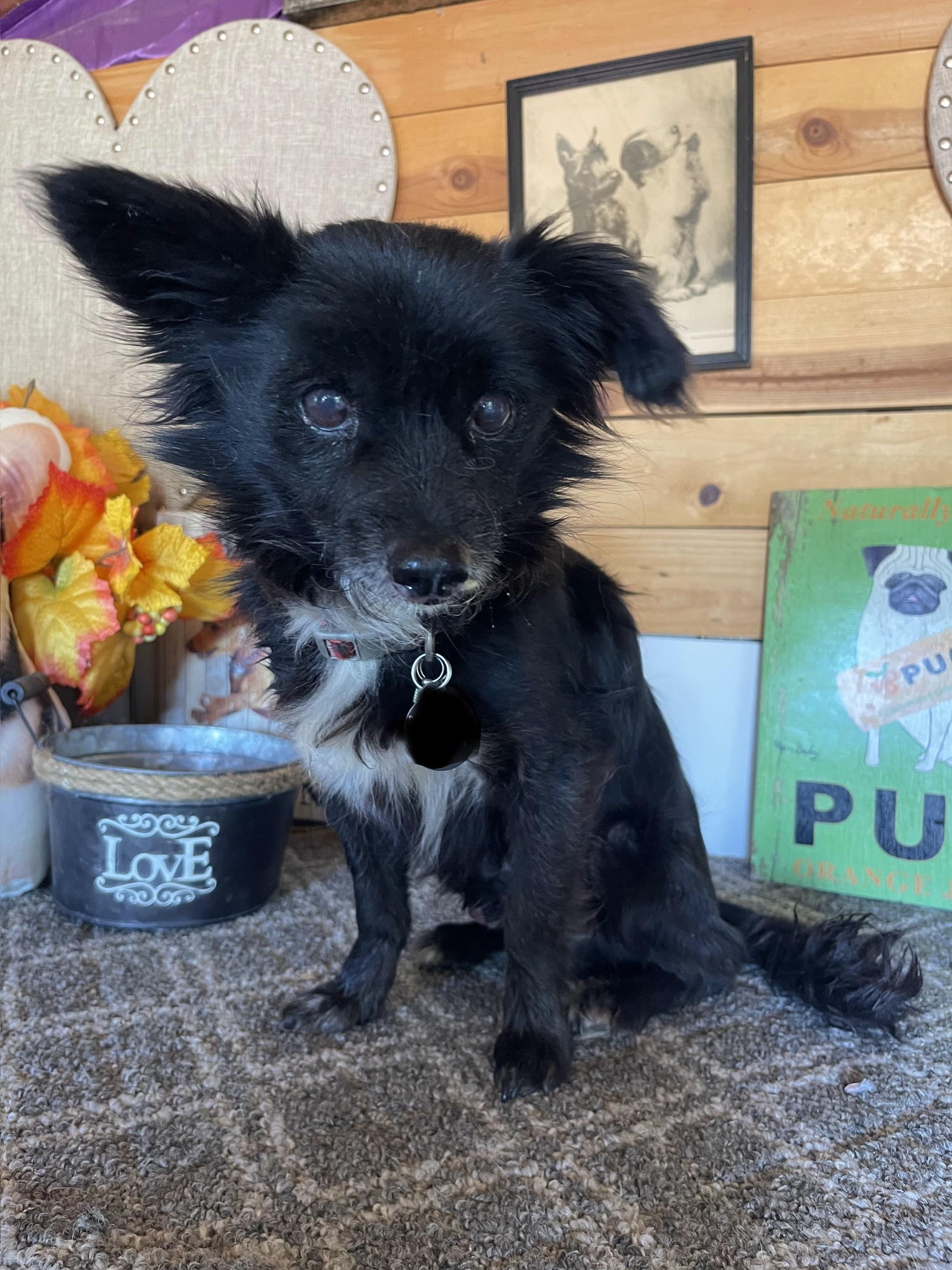 Davis, a ADOPTABLE mixed breed in Vacaville, CA image 4/4