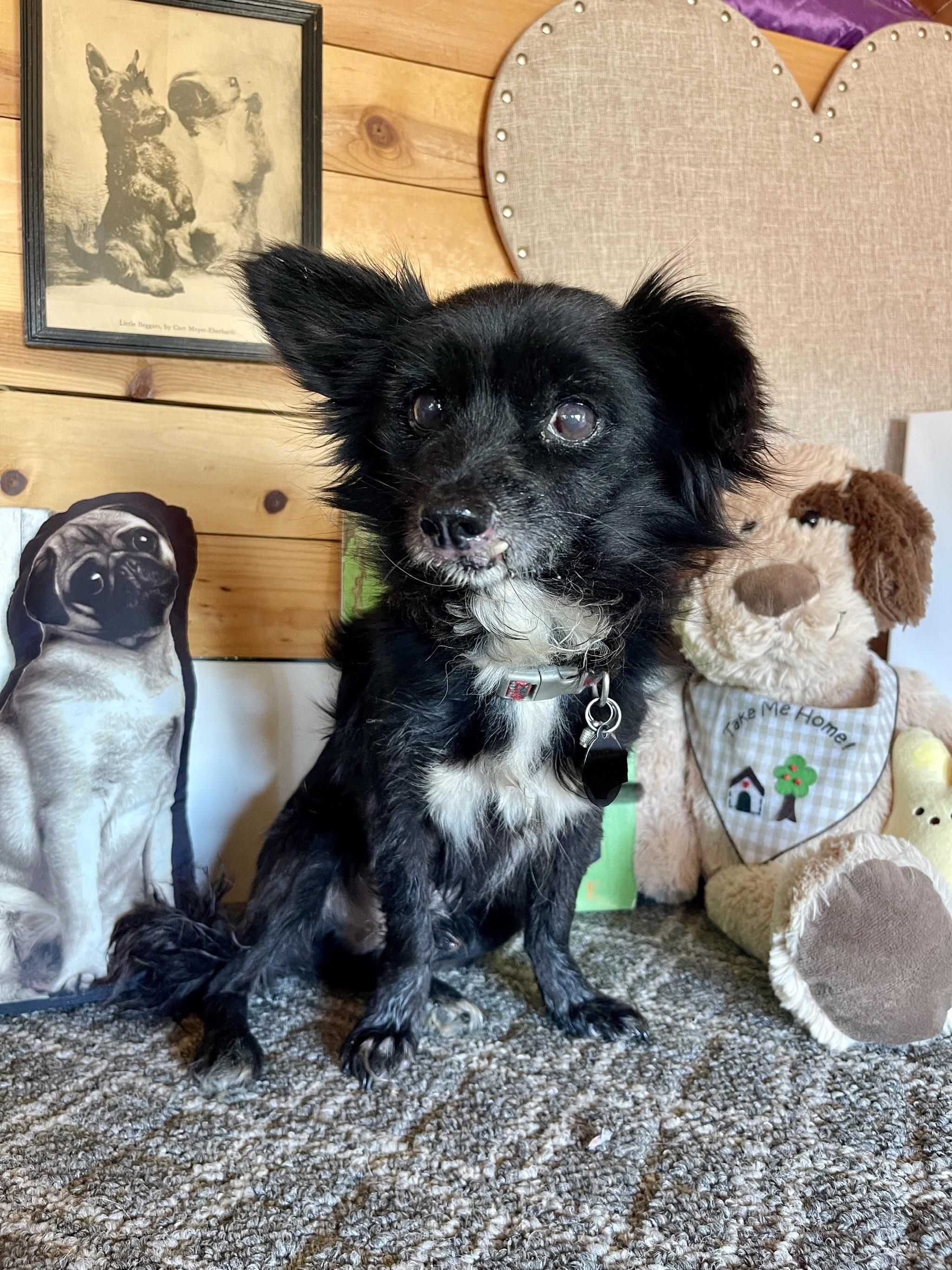 Davis, a ADOPTABLE mixed breed in Vacaville, CA image 1/4