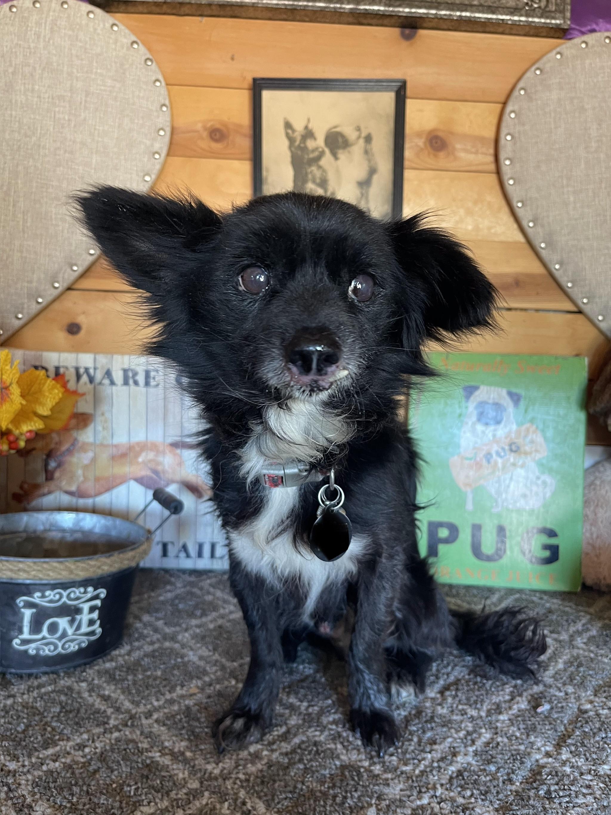 Davis, a ADOPTABLE mixed breed in Vacaville, CA image 2/4