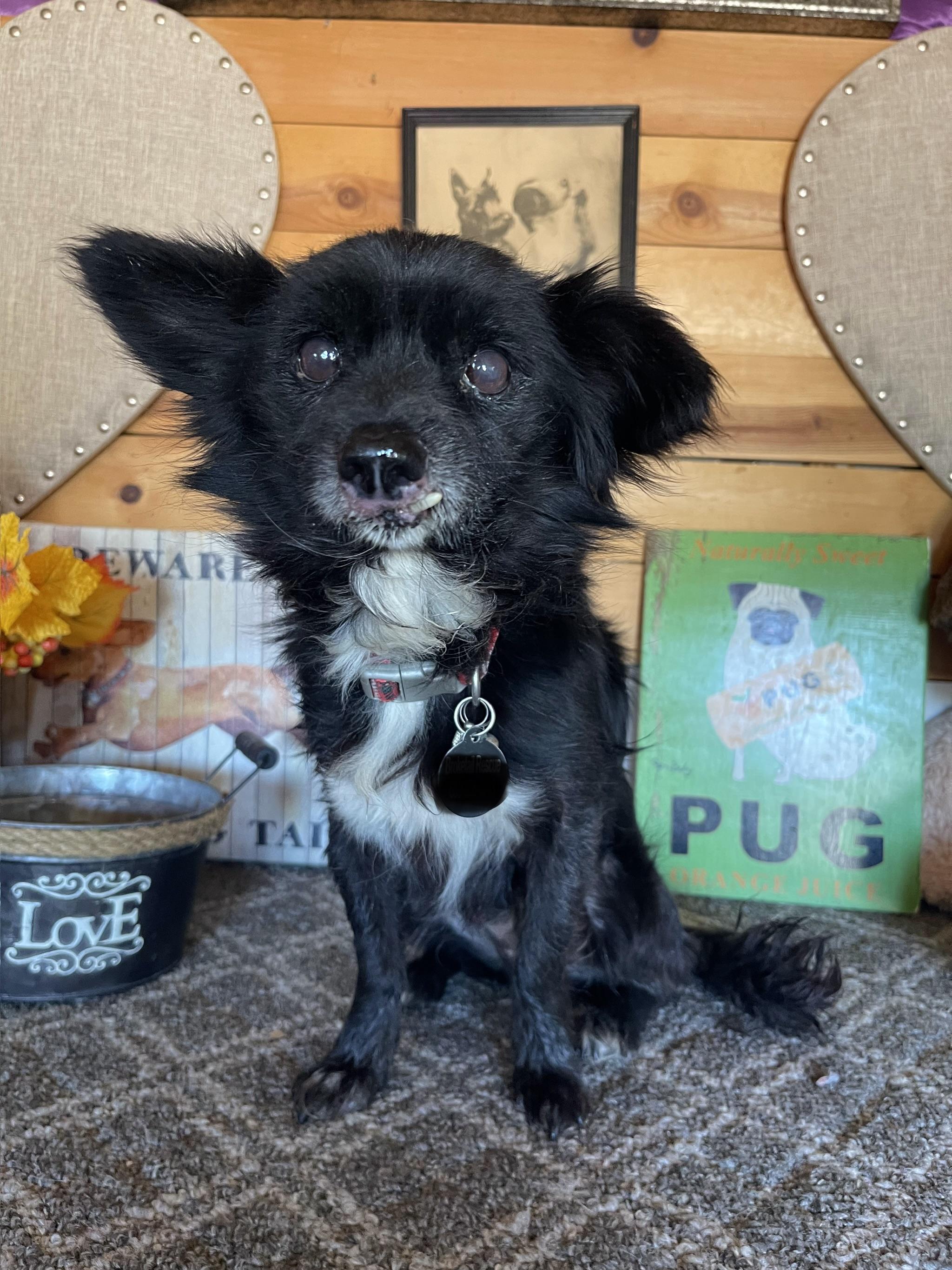 Davis, a ADOPTABLE mixed breed in Vacaville, CA image 3/4