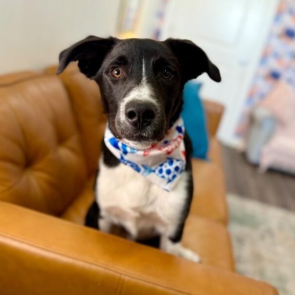 Milo Miles of Goodness