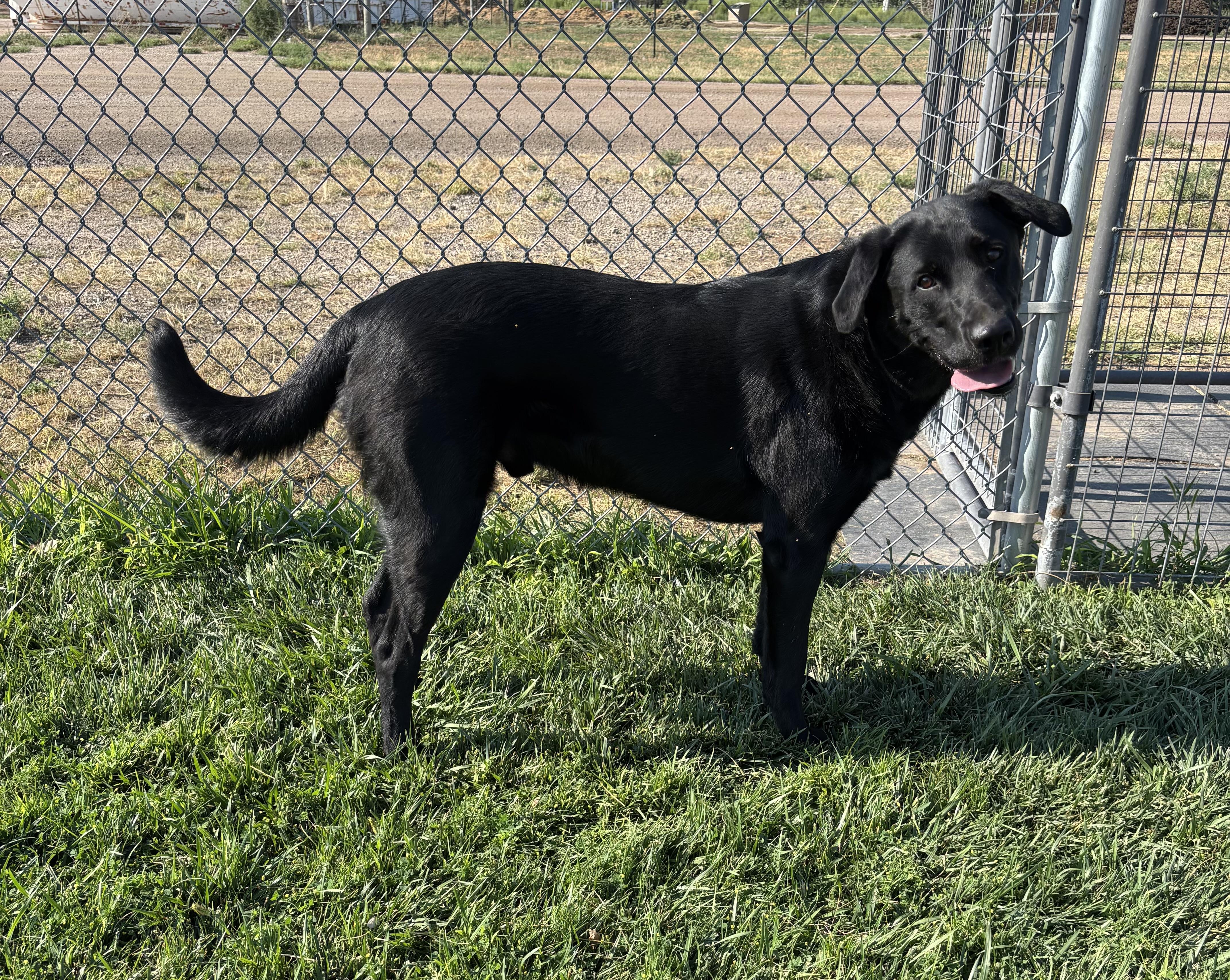Jett, an adoptable Labrador Retriever in Torrington, WY, 82240 | Photo Image 1