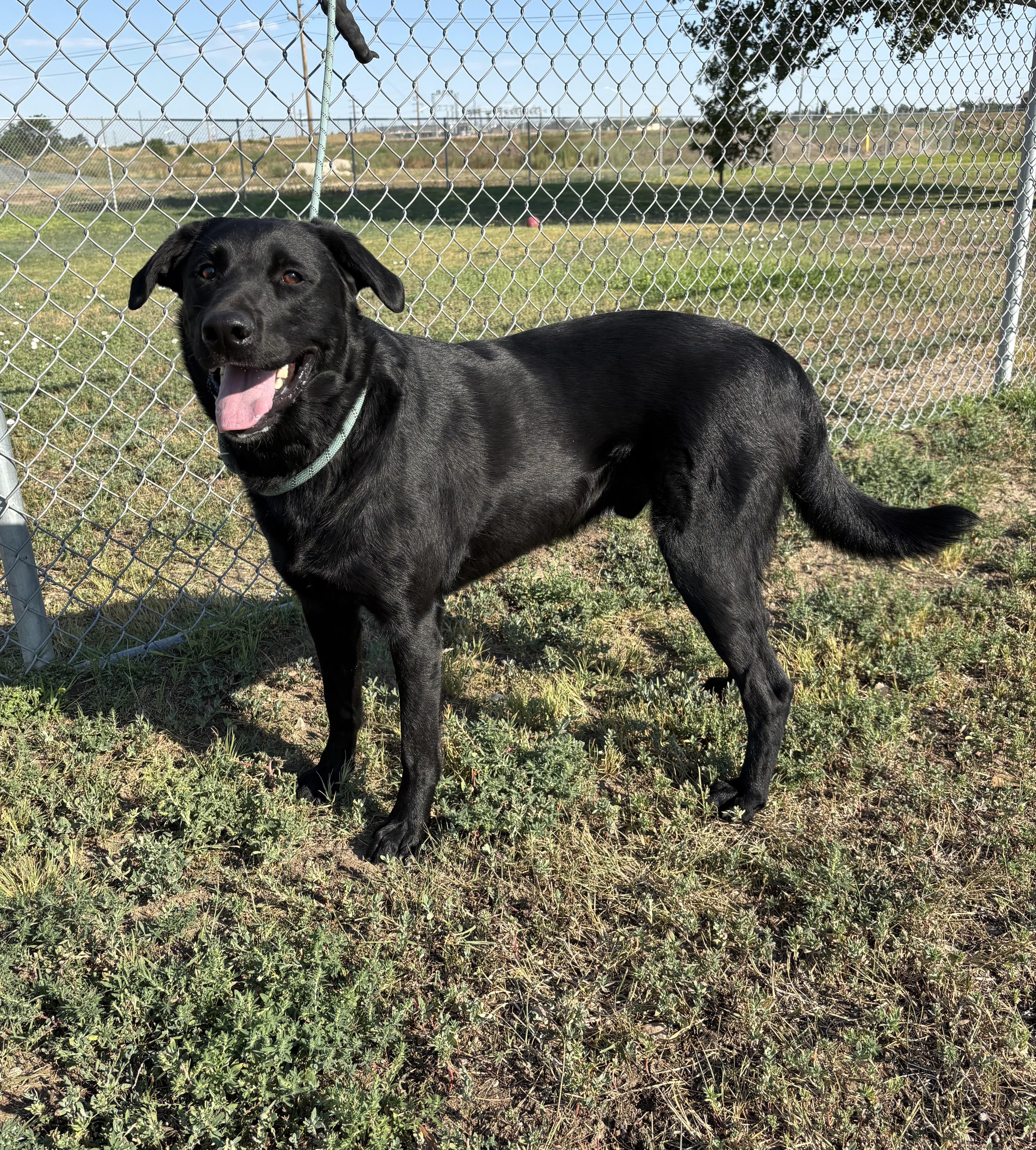 Jett, an adoptable Labrador Retriever in Torrington, WY, 82240 | Photo Image 2