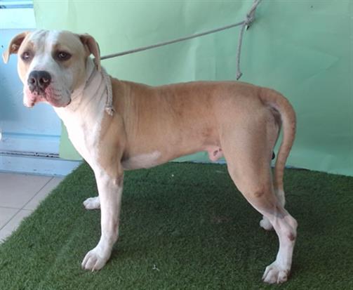 Enlarge GUILLERMO, a Adoptable Pit Bull Terrier in Gardena, CA image 1/1