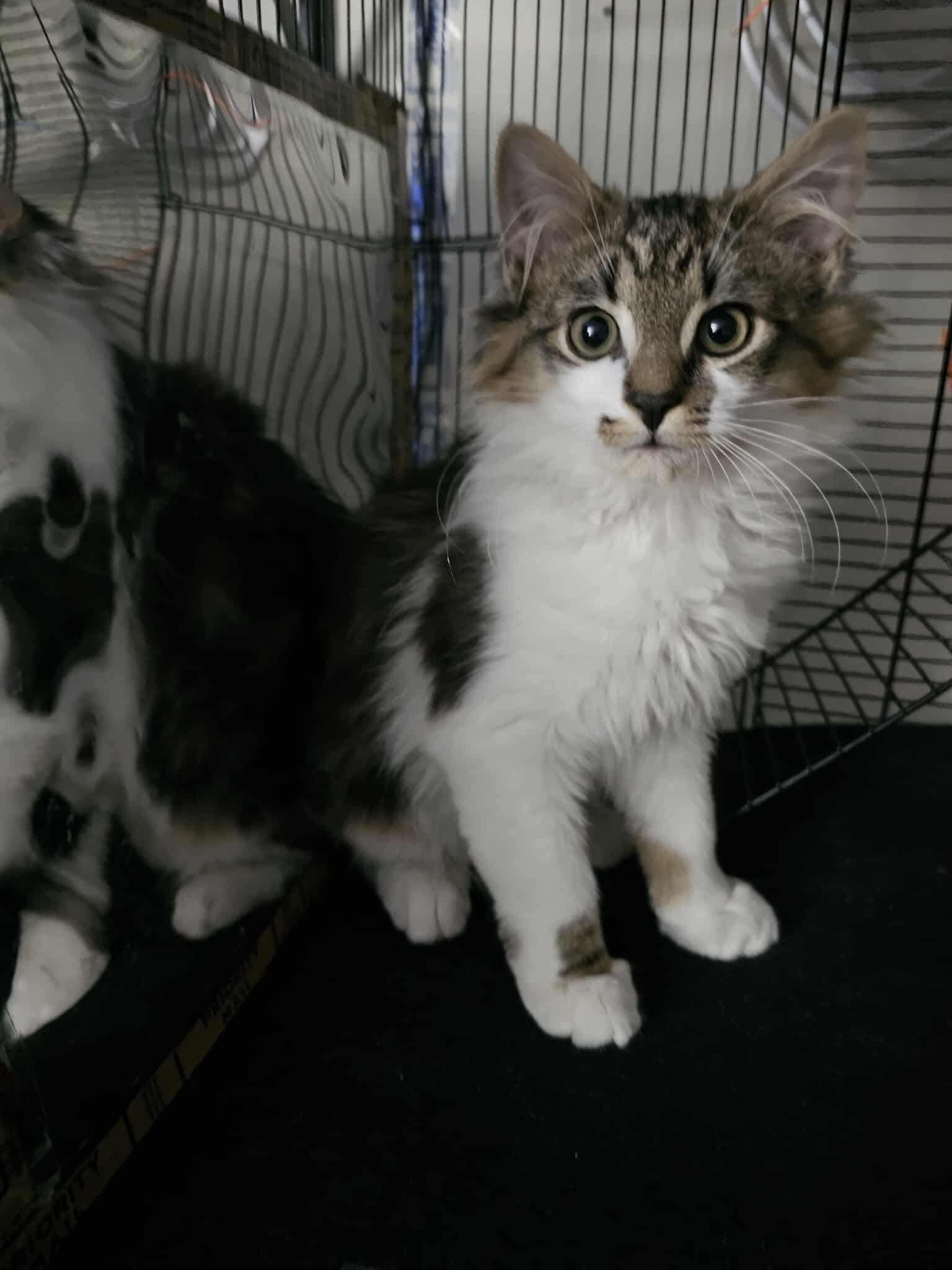 Charlie, ADOPTABLE, Young Male Domestic Short Hair.