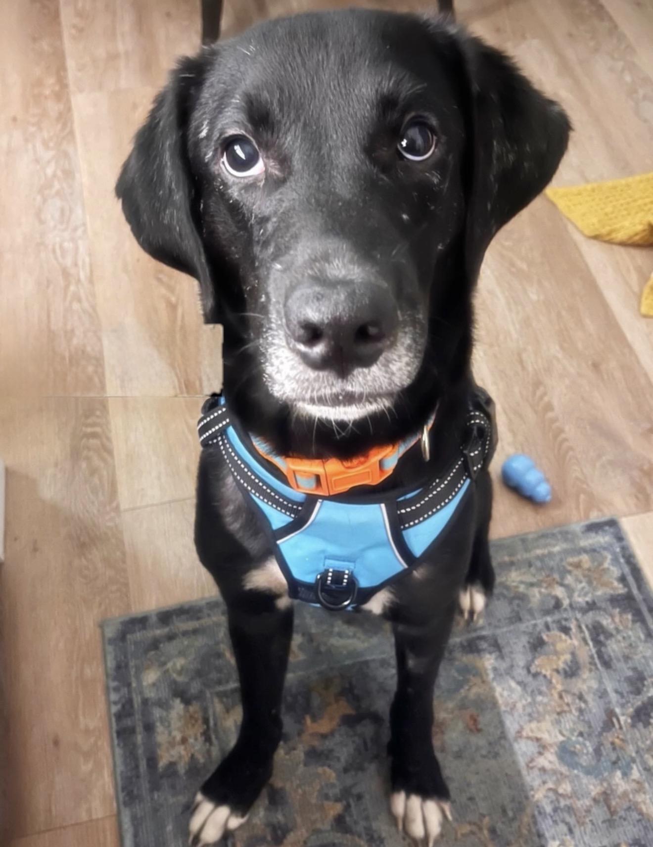 Brew, ADOPTABLE, Adult Male Labrador Retriever.