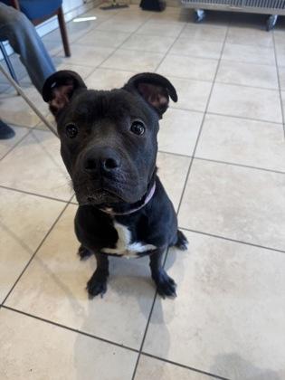 Gilly, Adoptable, Adult Female American Staffordshire Terrier & Mixed Breed.