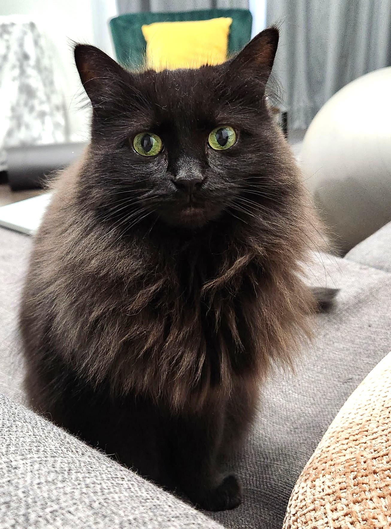 Enlarge Misty, a ADOPTABLE Domestic Medium Hair in Stoney Creek, ON image 3/3