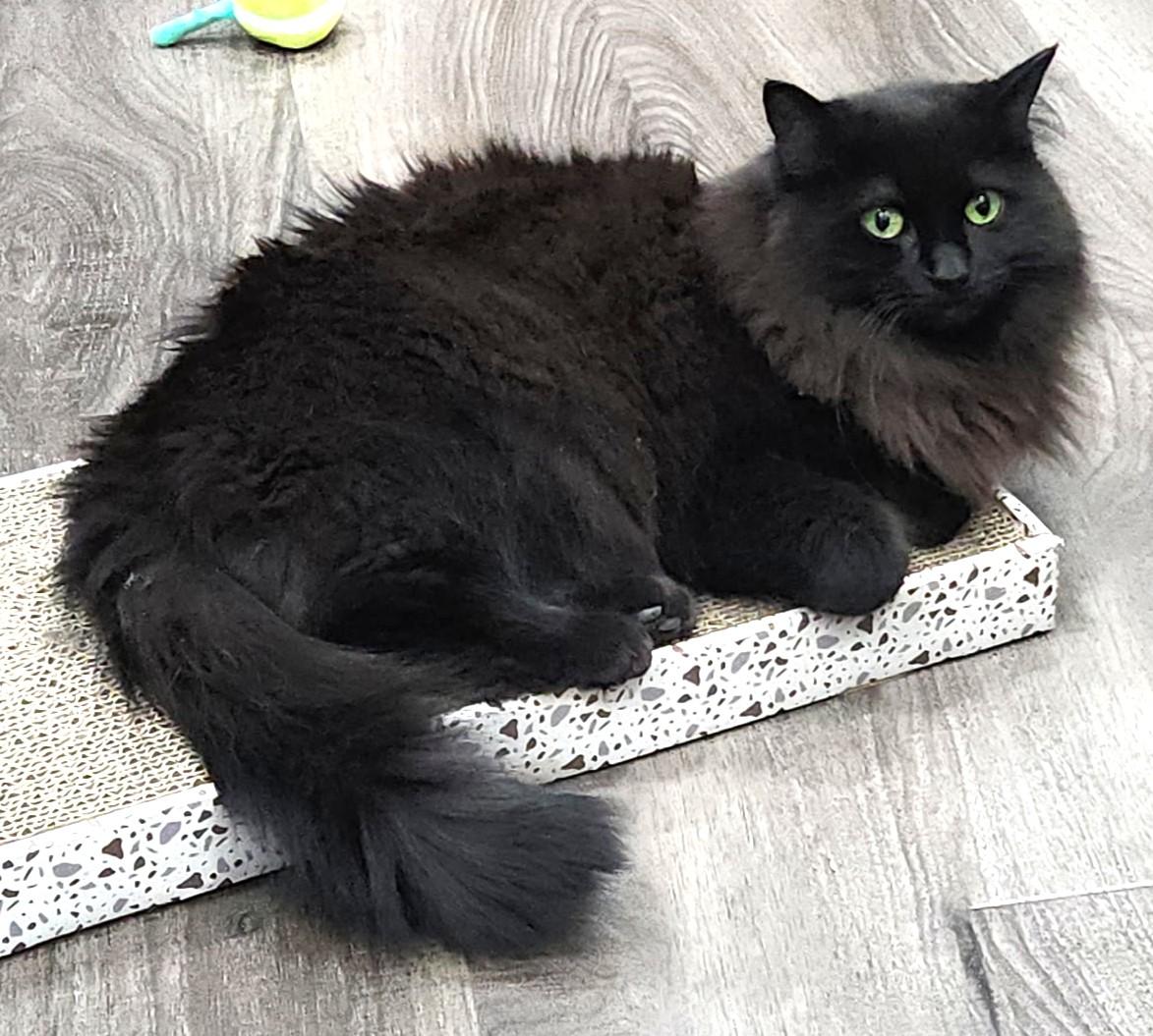 Enlarge Misty, a ADOPTABLE Domestic Medium Hair in Stoney Creek, ON image 2/3