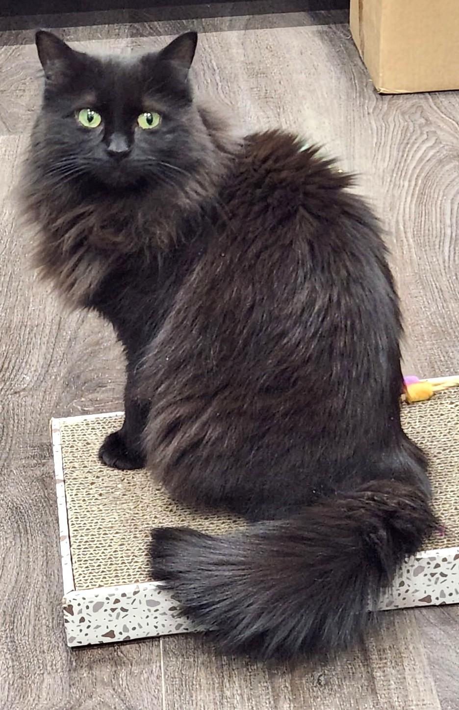 Misty, ADOPTABLE, Adult Female Domestic Medium Hair.