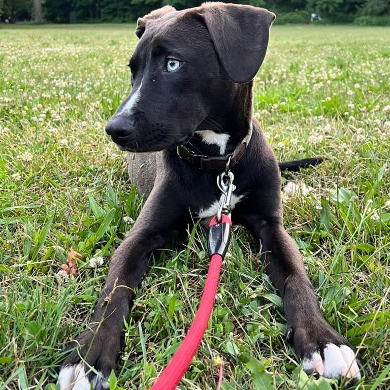 Bowie, a ADOPTABLE mixed breed in New York, NY image 5/6