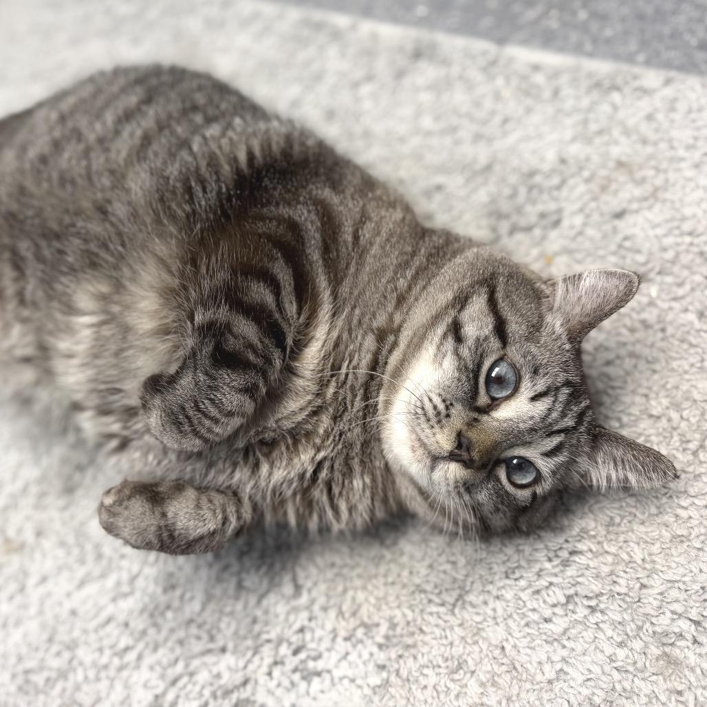 Tupper, Adoptable, Senior Male Domestic Short Hair.