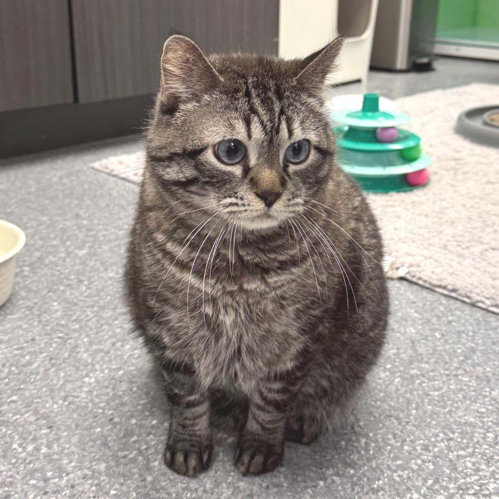 Enlarge Tupper, a Adoptable Domestic Short Hair in Zimmerman, MN image 2/2