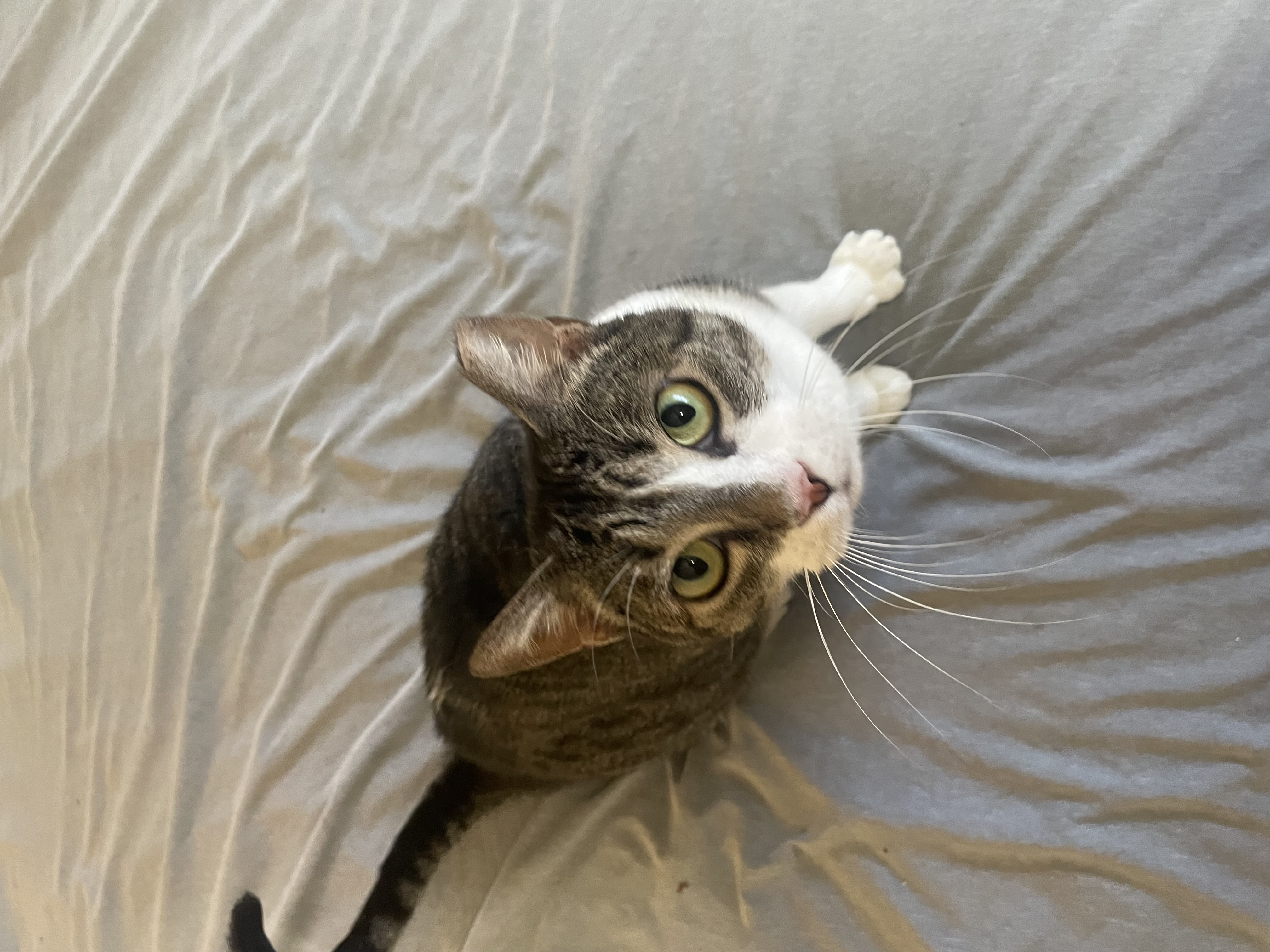 Enlarge Gouda, a Adoptable Domestic Short Hair in Houston, TX image 5/5