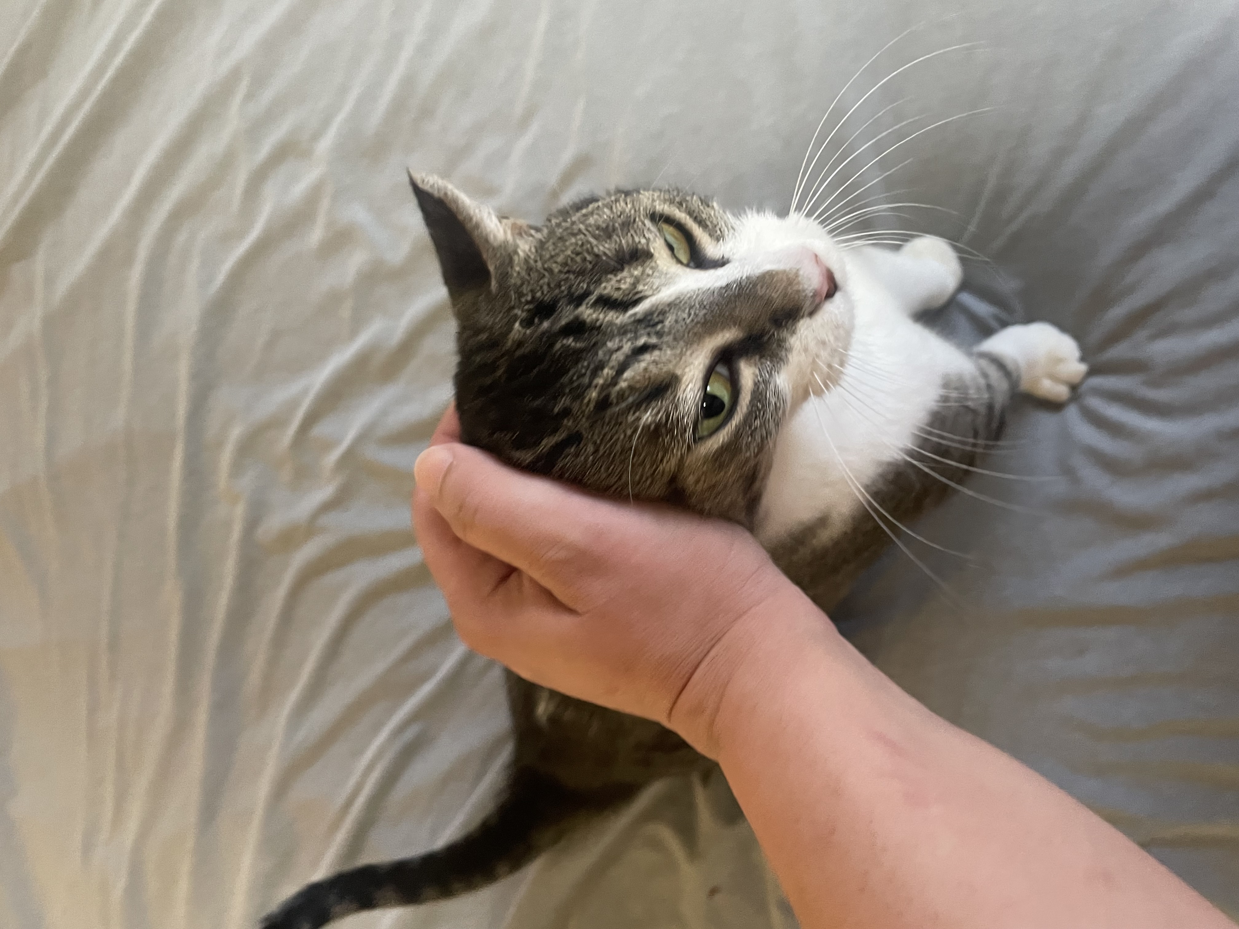 Enlarge Gouda, a Adoptable Domestic Short Hair in Houston, TX image 3/5