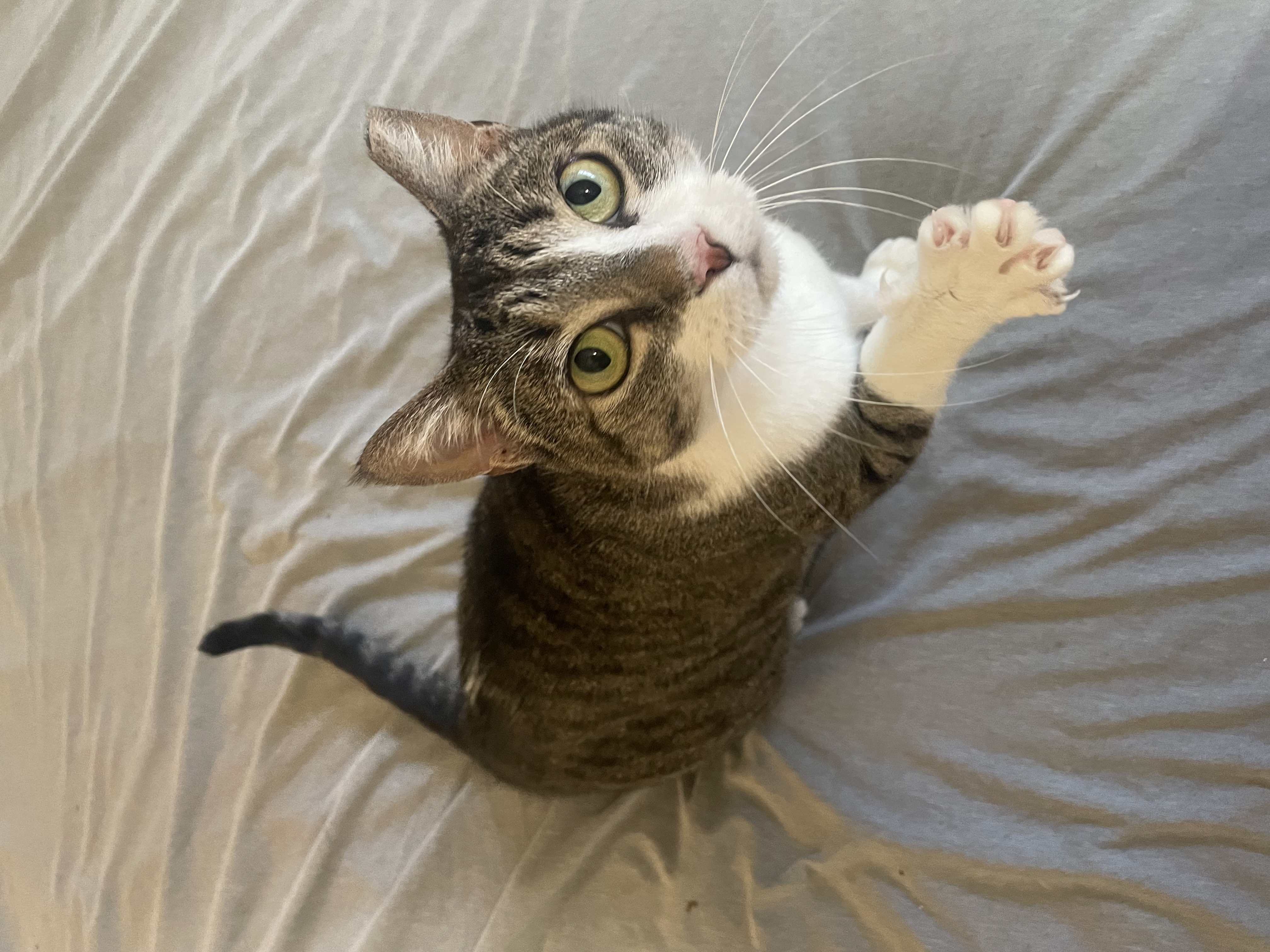Gouda is a sweetheart through and through Shes the kind of cat who will climb right onto your ches