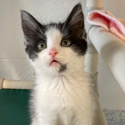 Venza, adopted, Young Female Domestic Short Hair.