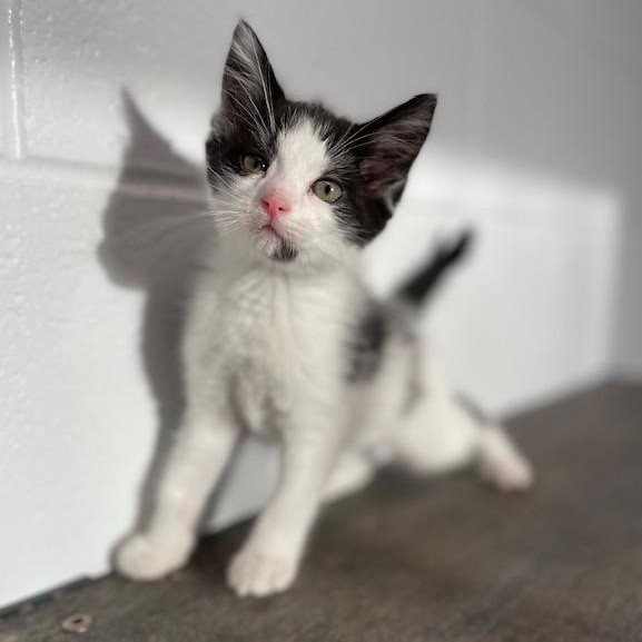 Venza, an adopted Domestic Short Hair in Stafford, VA image 2/2