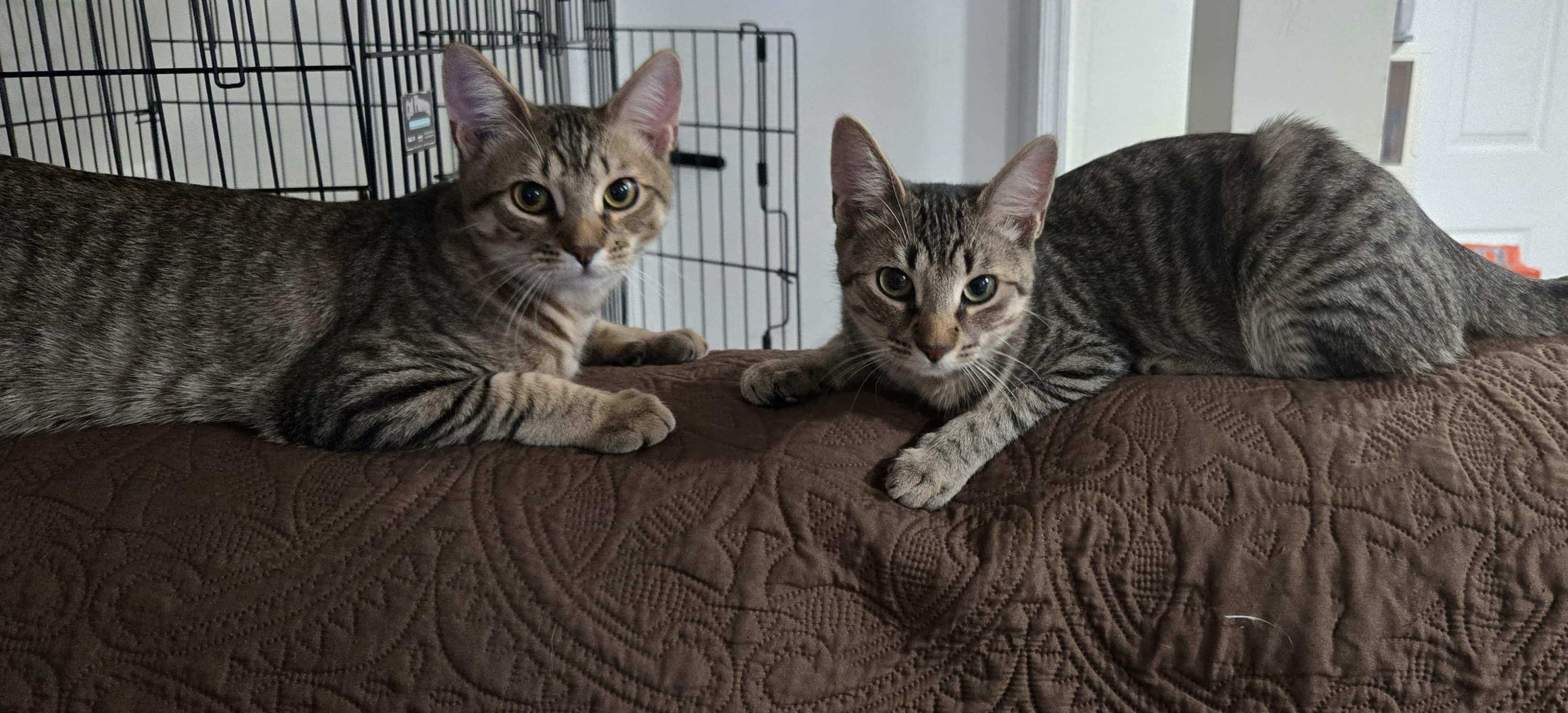 Daisy & Rose, Adoptable, Kitten Female Domestic Short Hair & Tabby.