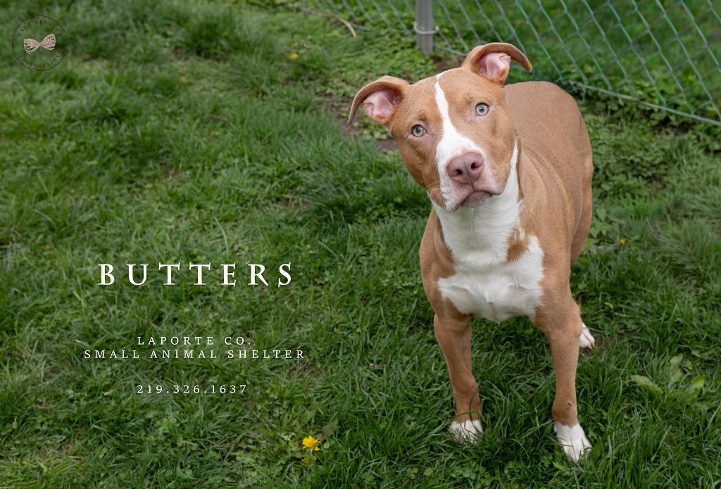Butters, Adoptable, Puppy Male Staffordshire Bull Terrier.