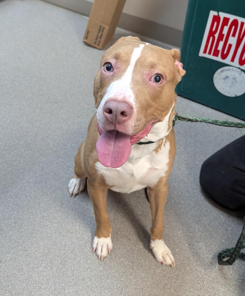 Enlarge Butters, a Adoptable Staffordshire Bull Terrier in La Porte, IN image 2/2