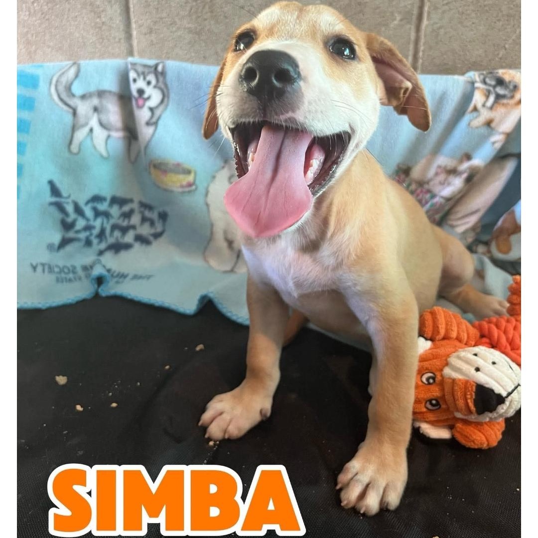 SIMBA, Adopted, Puppy Male American Staffordshire Terrier & Labrador Retriever.