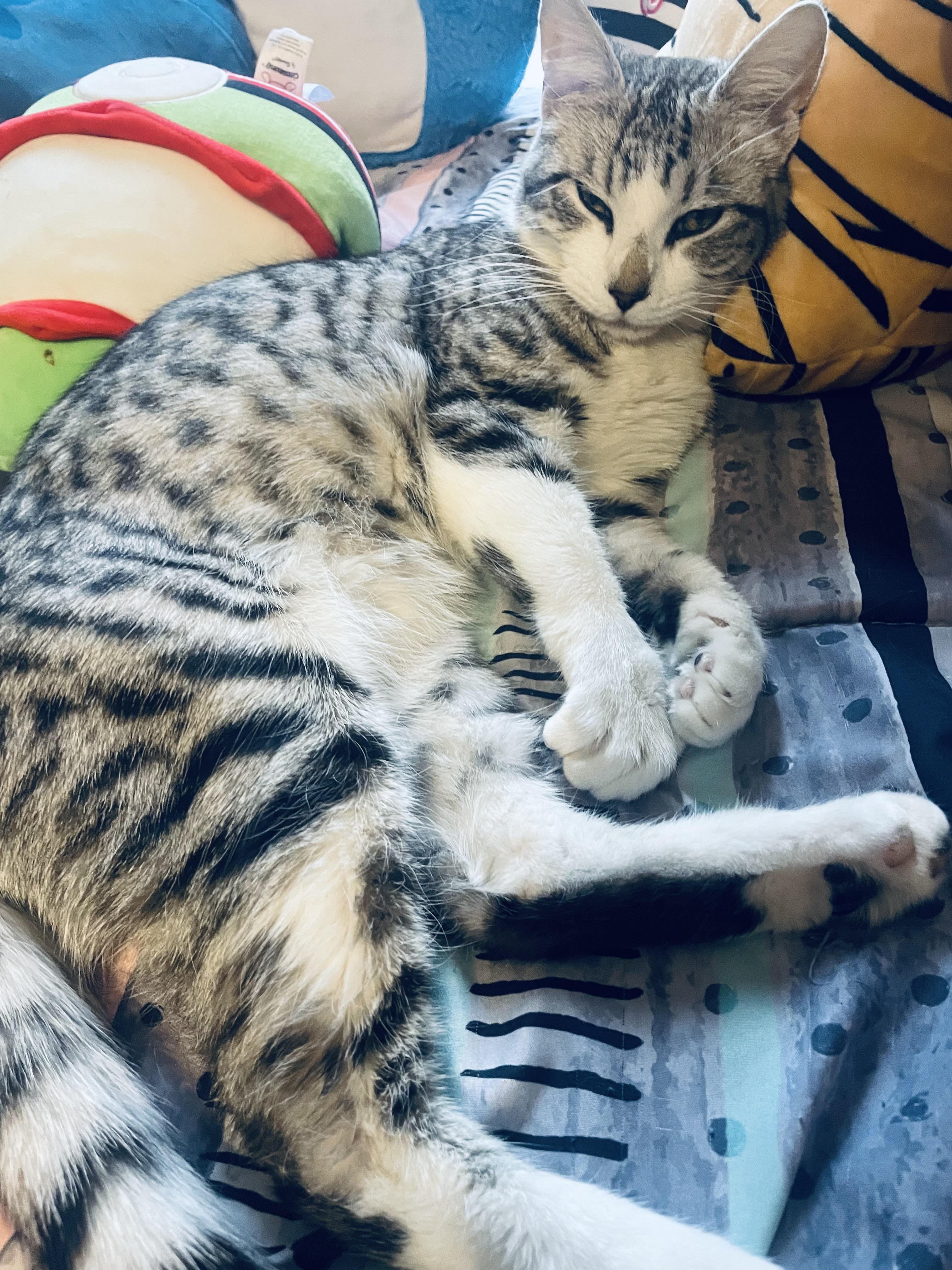 Cleo, Adopted, Adult Female Domestic Short Hair.