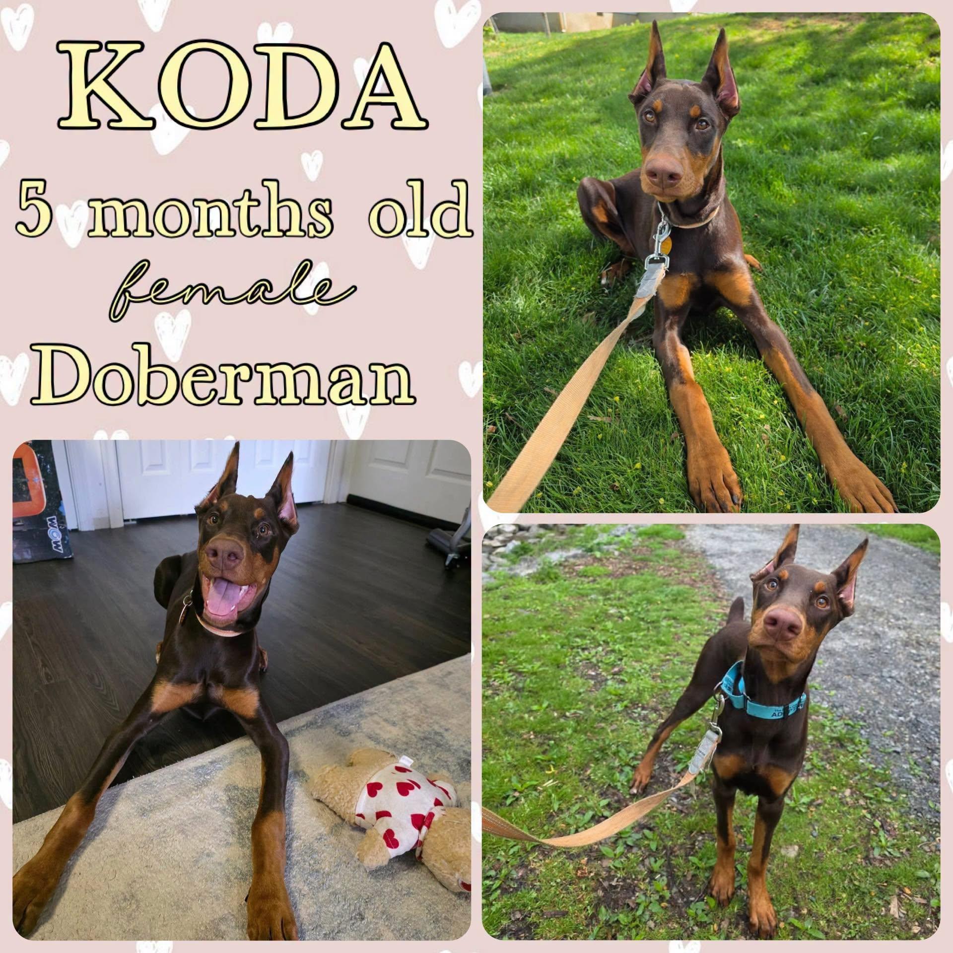 Koda, adopted, Young Female Doberman Pinscher.