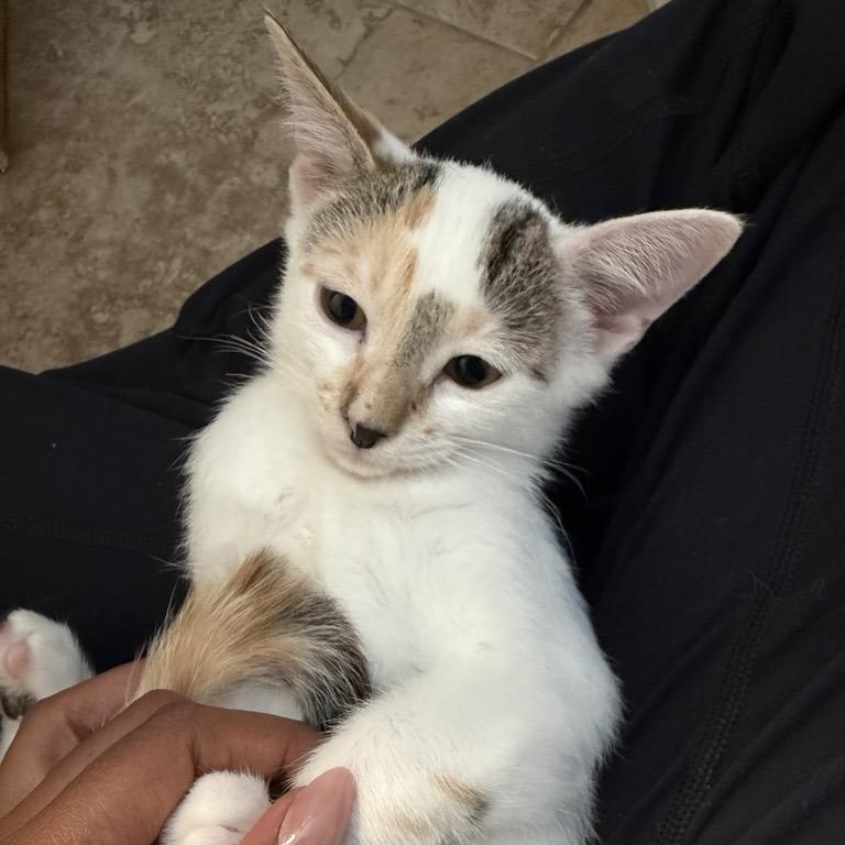 Rose, Adoptable, Kitten Female Domestic Short Hair.