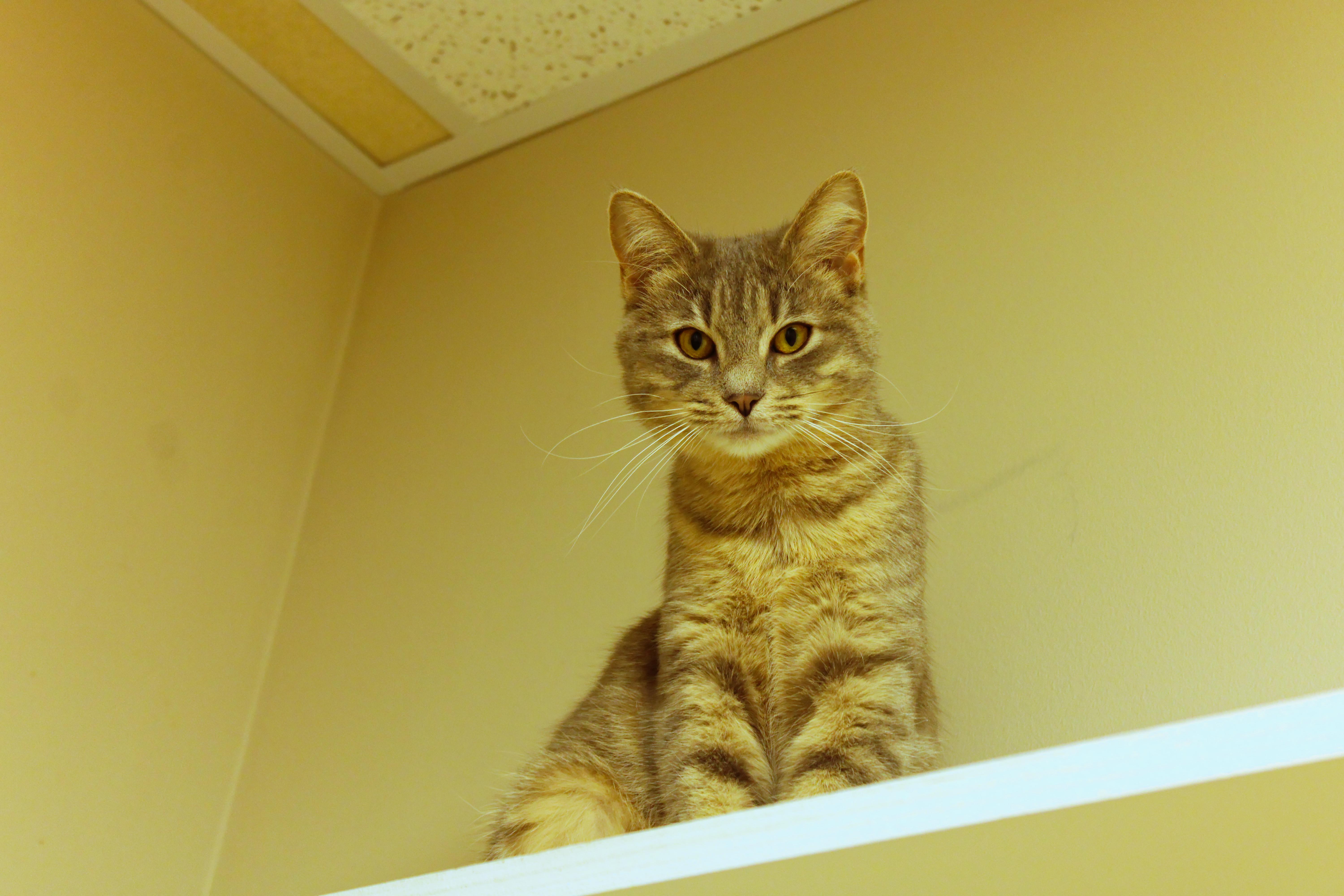 Enlarge Tinsel, a ADOPTABLE Domestic Short Hair in Urbana, OH image 3/6