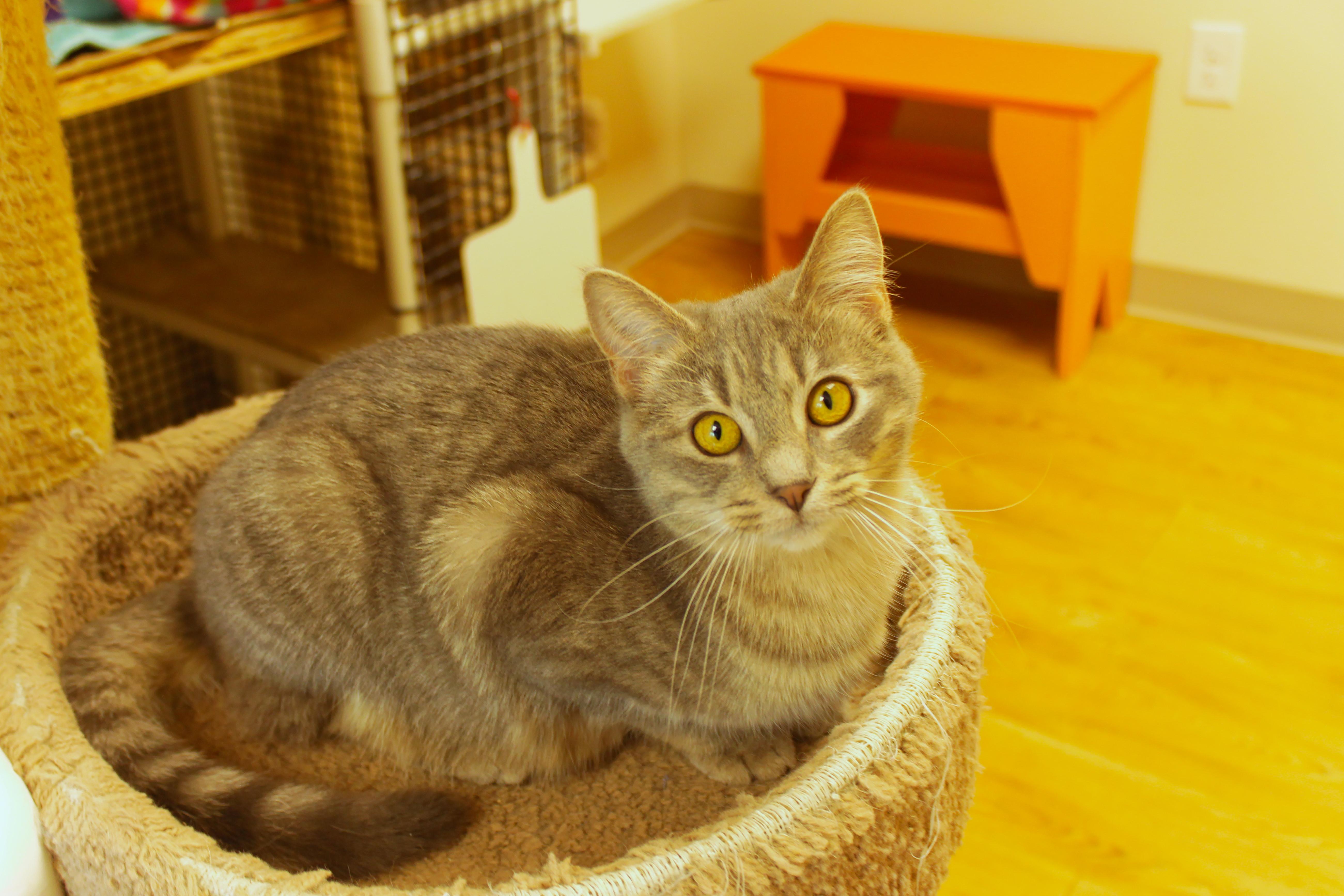 Enlarge Tinsel, a ADOPTABLE Domestic Short Hair in Urbana, OH image 2/6
