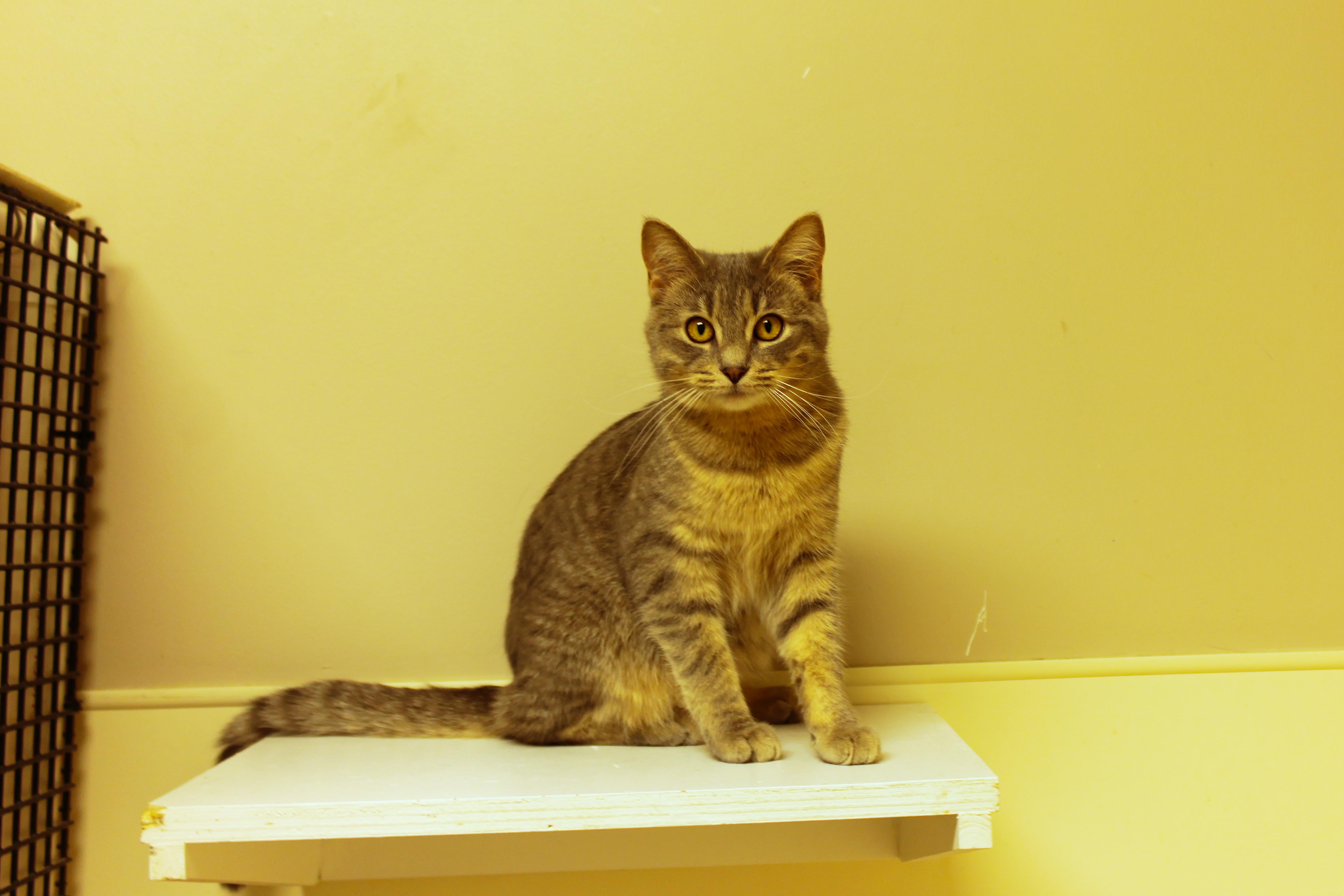 Enlarge Tinsel, a ADOPTABLE Domestic Short Hair in Urbana, OH image 1/6