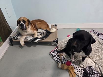 Enlarge Penny, a Adoptable mixed breed in Erin, ON image 3/3