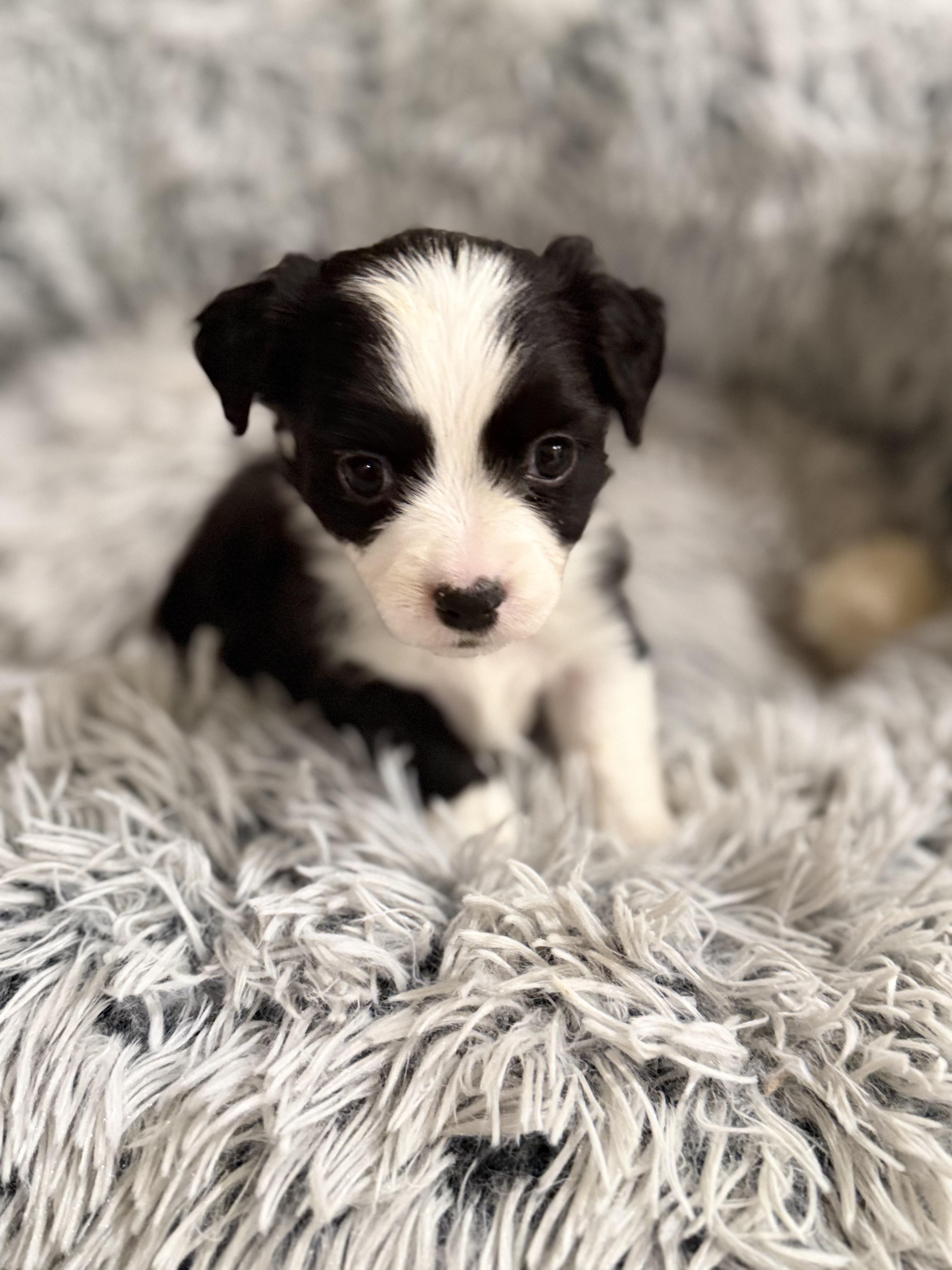 Enlarge Evie, a ADOPTABLE mixed breed in Penryn, CA image 1/1