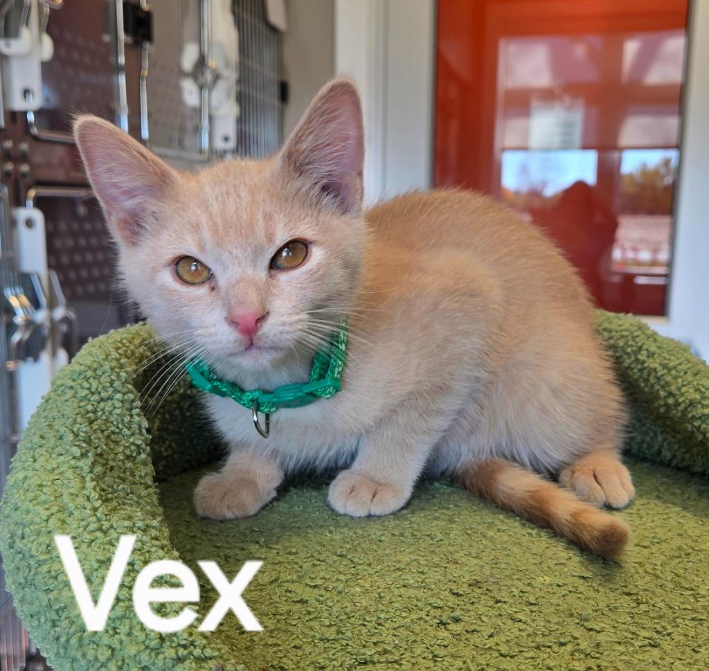 Enlarge Vex, a Adopted mixed breed in Sidney, OH image 1/1