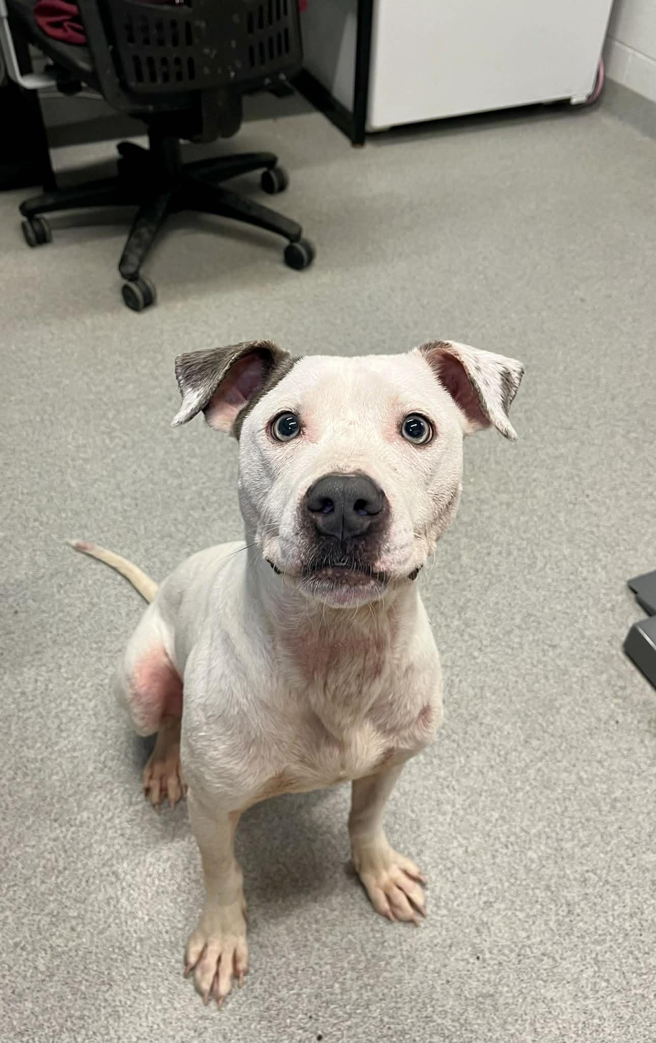 Enlarge Blue , an adopted mixed breed in Moundsville, WV image 1/1