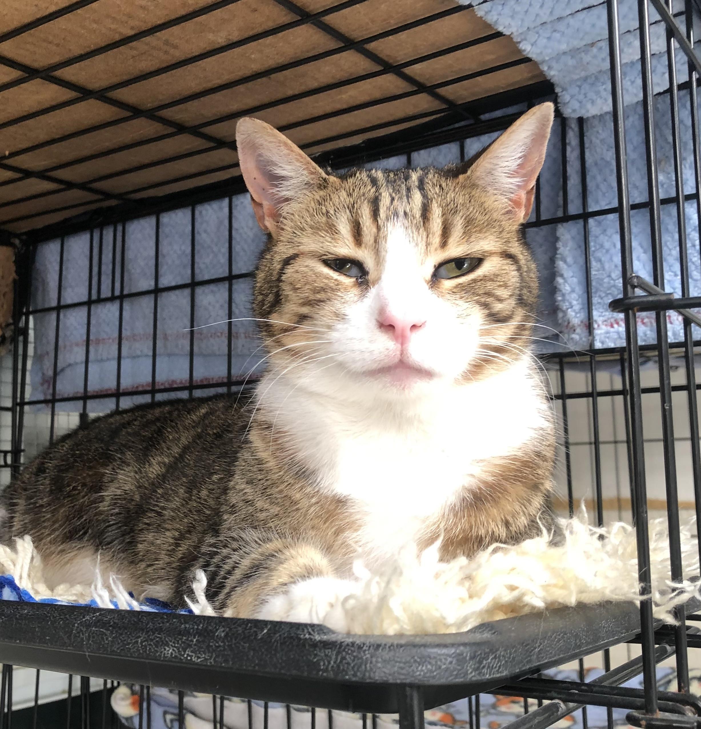 Enlarge Missy, a Adoptable Domestic Short Hair in Lompoc, CA image 1/2