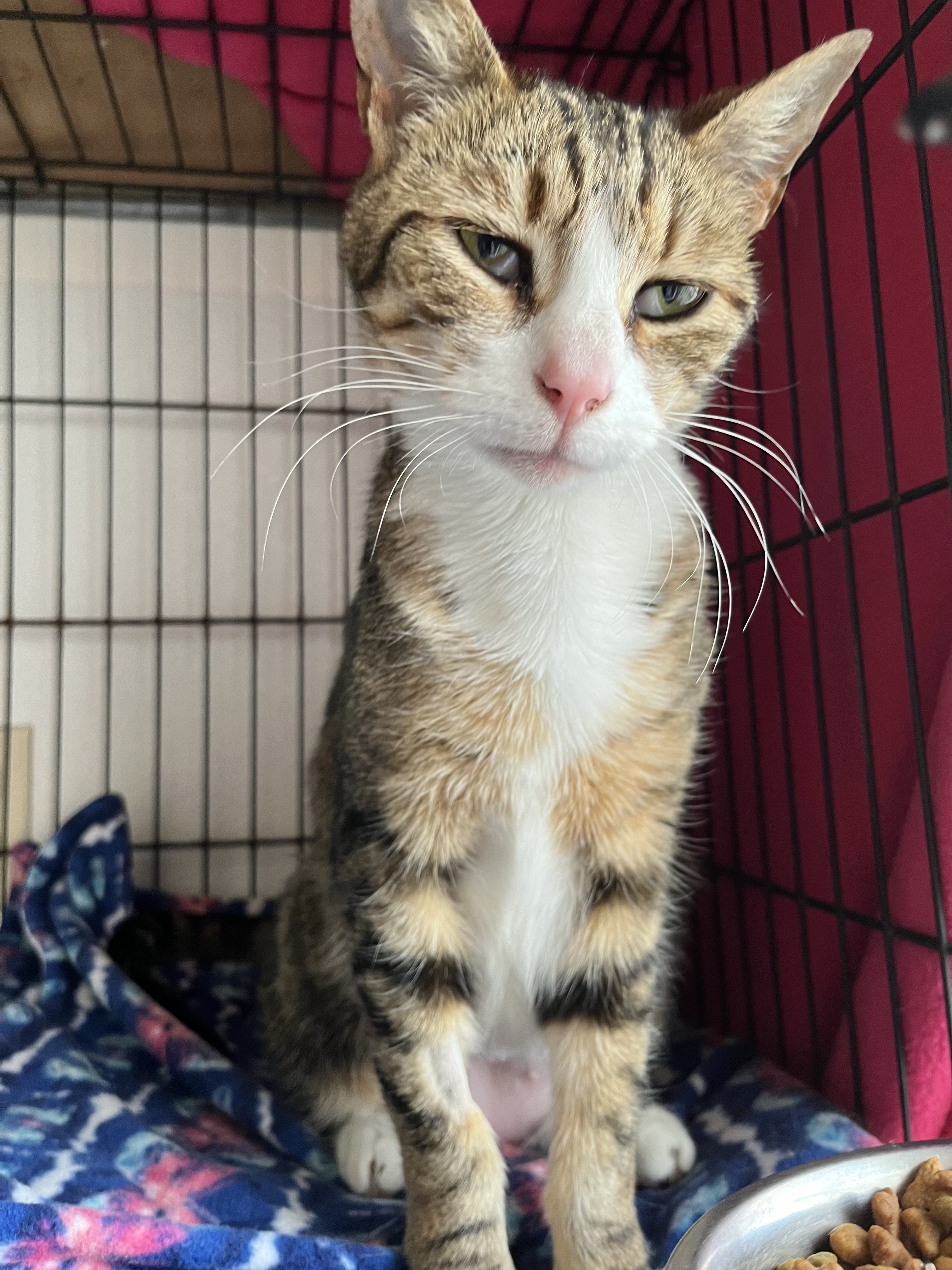 Enlarge Missy, a Adoptable Domestic Short Hair in Lompoc, CA image 2/2