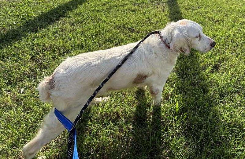 Shanna, a Adoptable English Setter in St. Louis, MO image 4/6