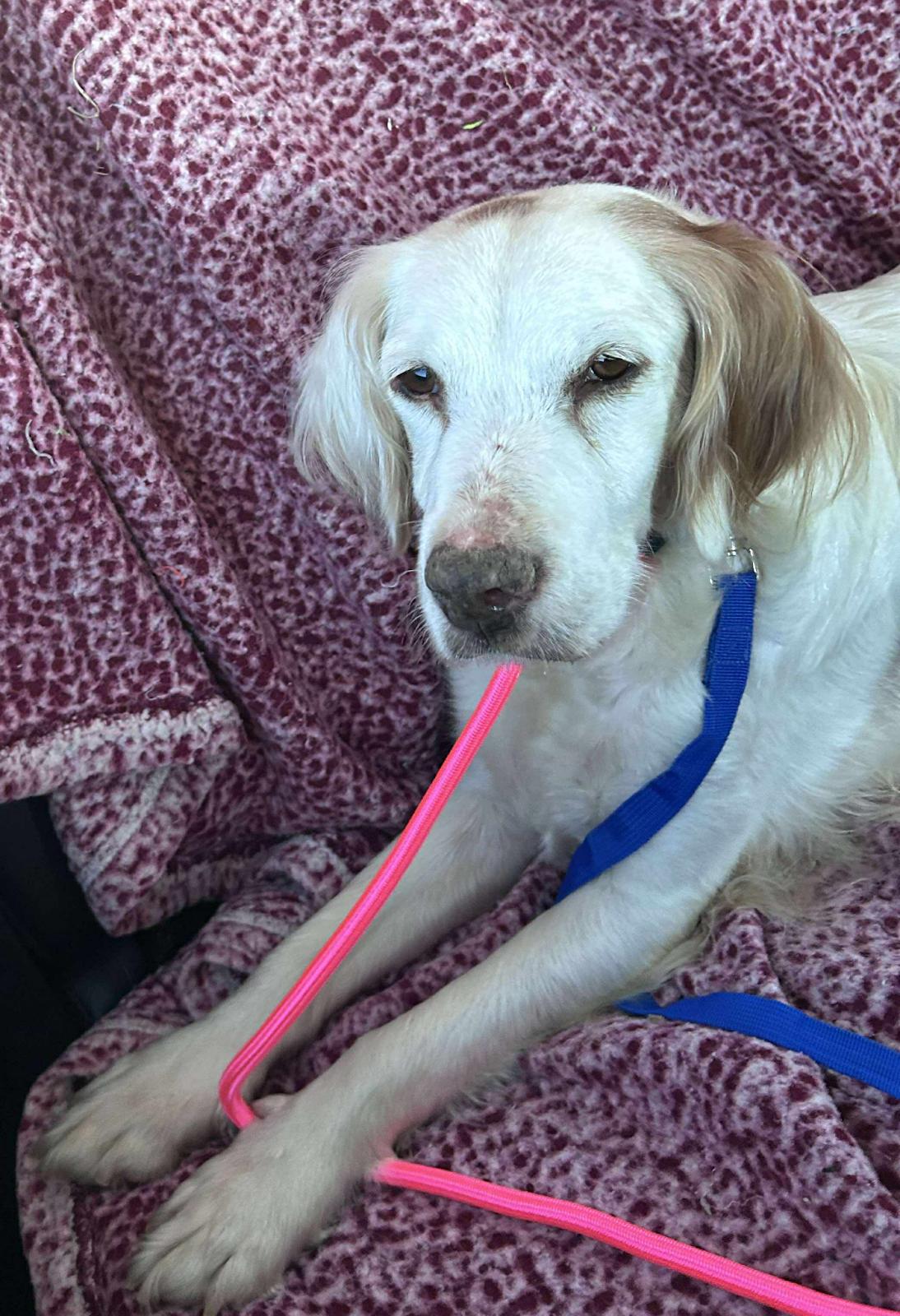 Shanna, Adoptable, Adult Female English Setter.
