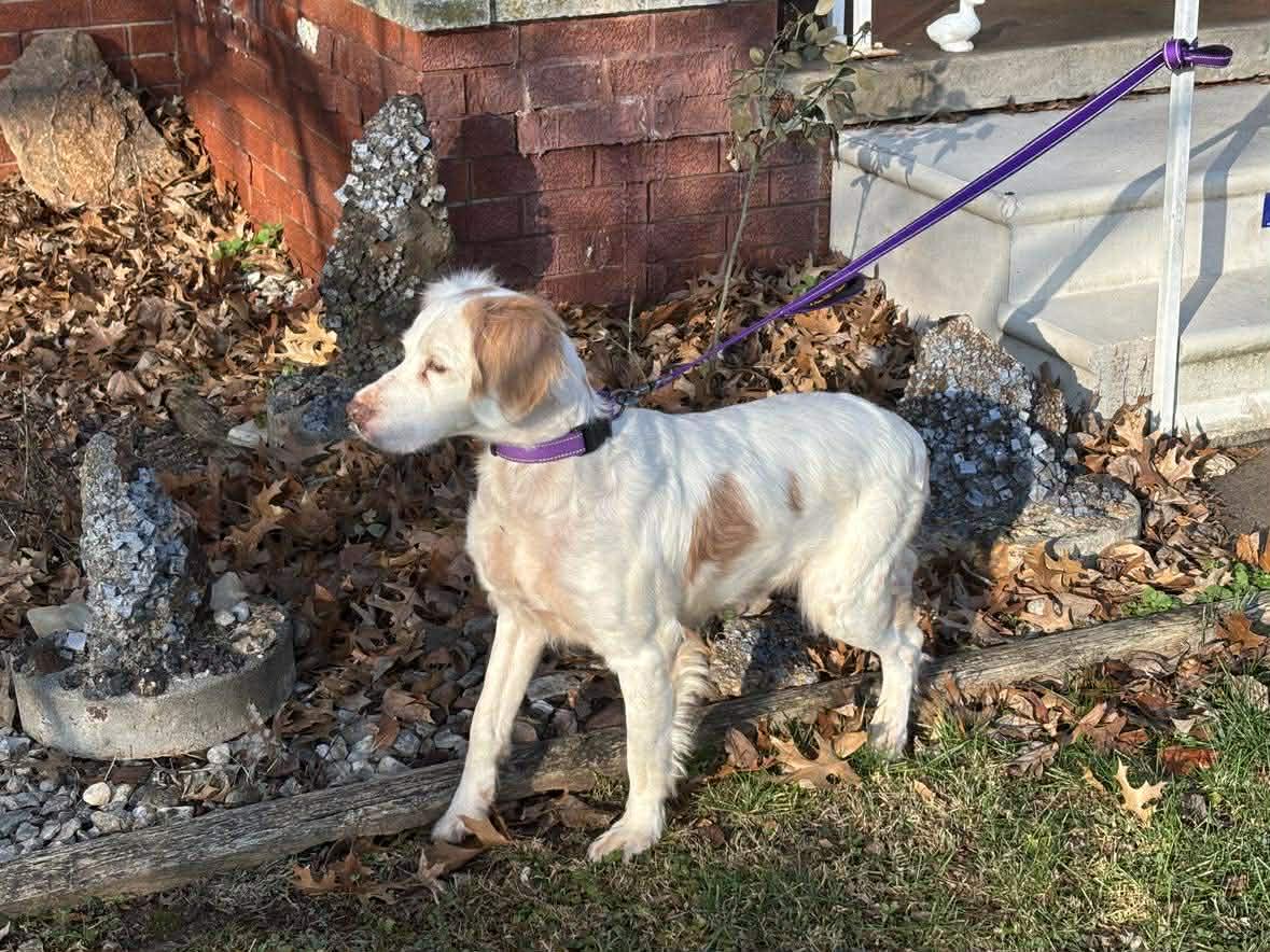 Shanna, a Adoptable English Setter in St. Louis, MO image 5/6