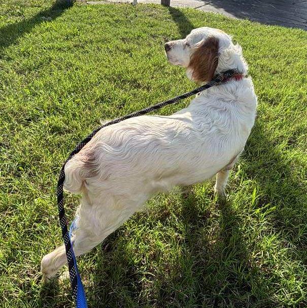 Shanna, a Adoptable English Setter in St. Louis, MO image 6/6